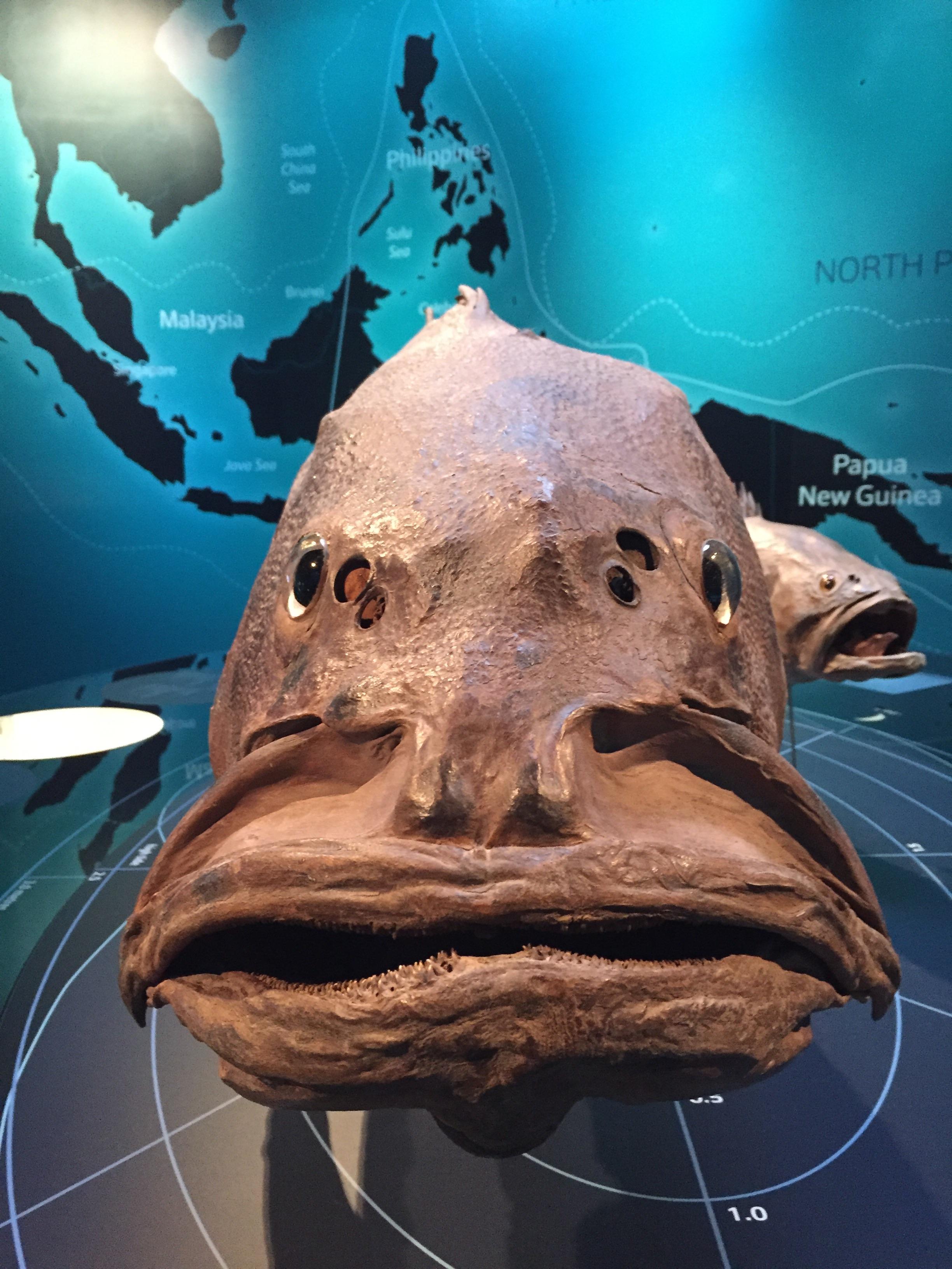 This fish in the museum has googly eyes r/mildlyinteresting