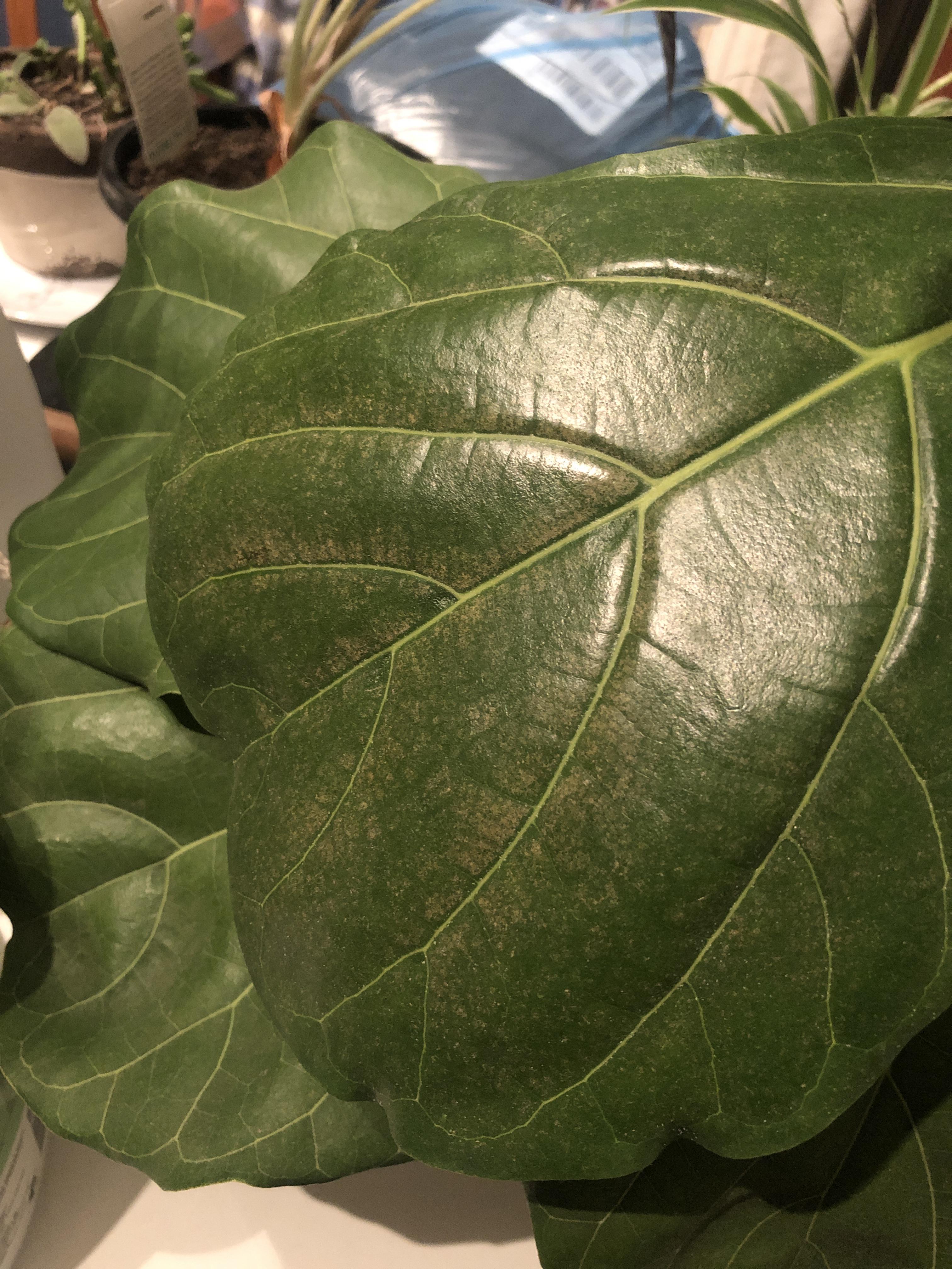 Can someone please help me identify wha this brown crusty looking stuff