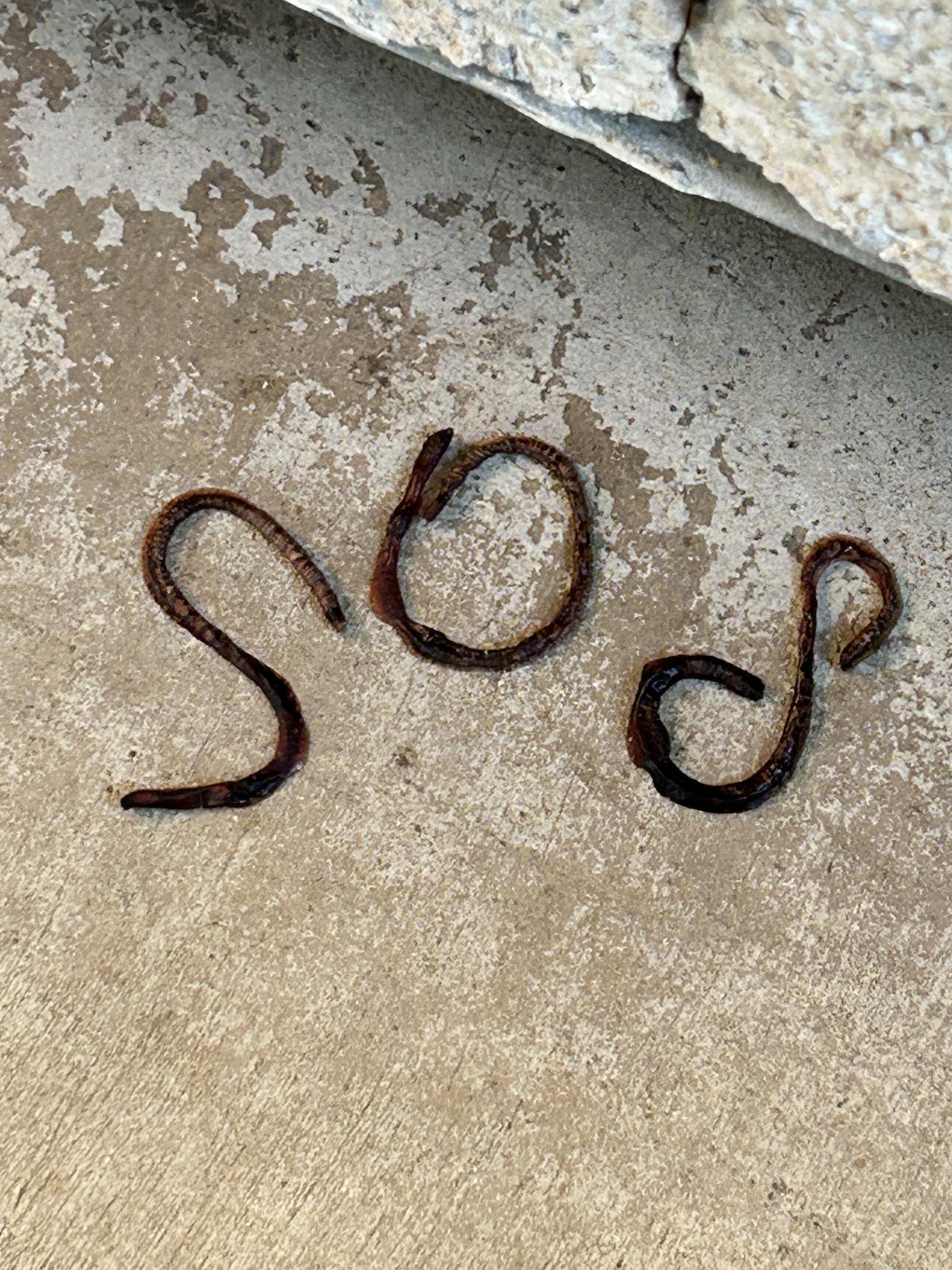 The dead worms on my patio after rainfall spelt out “S.O.S” r/Weird