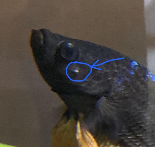 My betta fish has a small white spot on his face that I haven’t seen