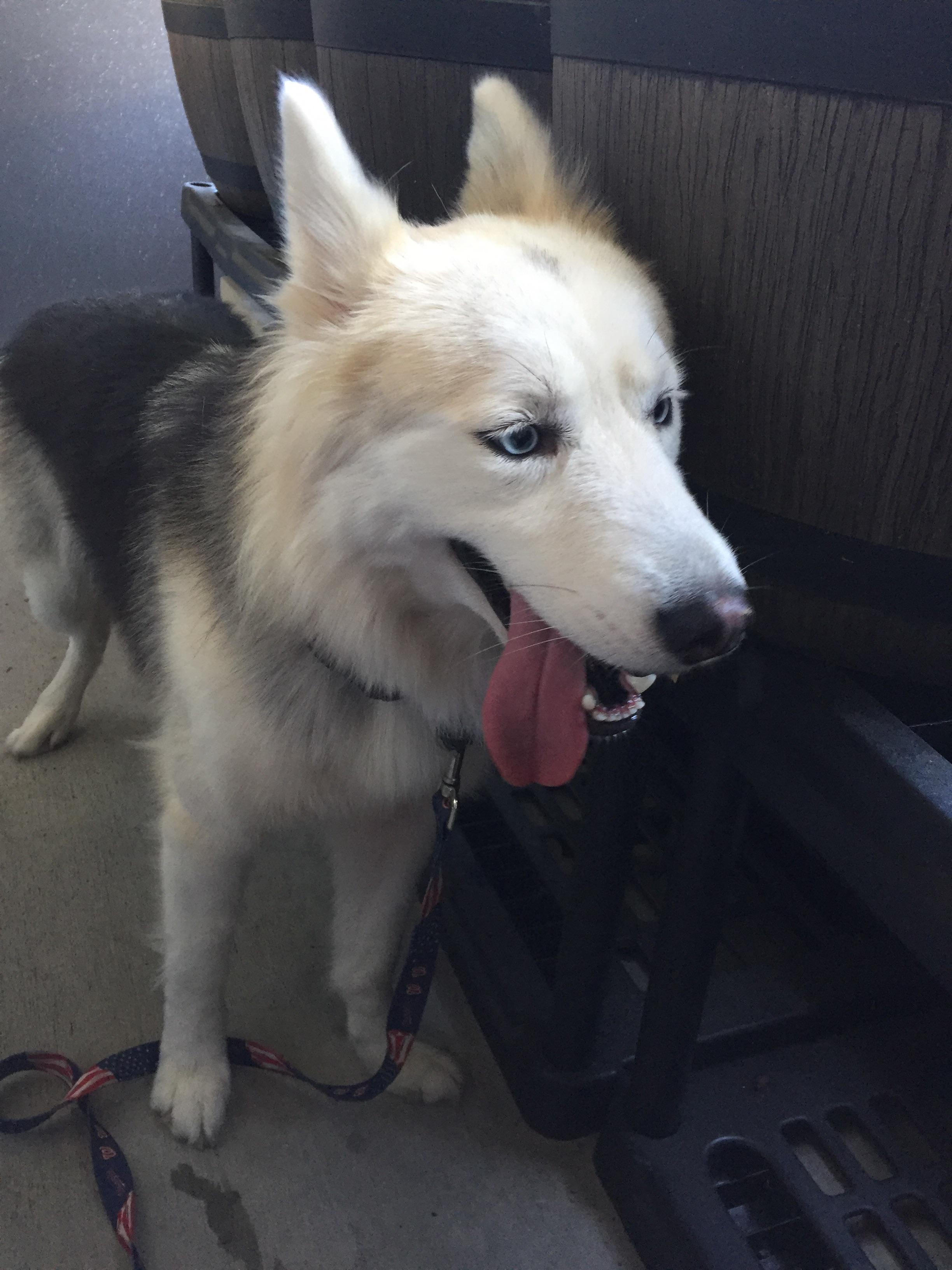 Frazee Road/Cappela at Rancho Del Oro... Your dog jumped off the