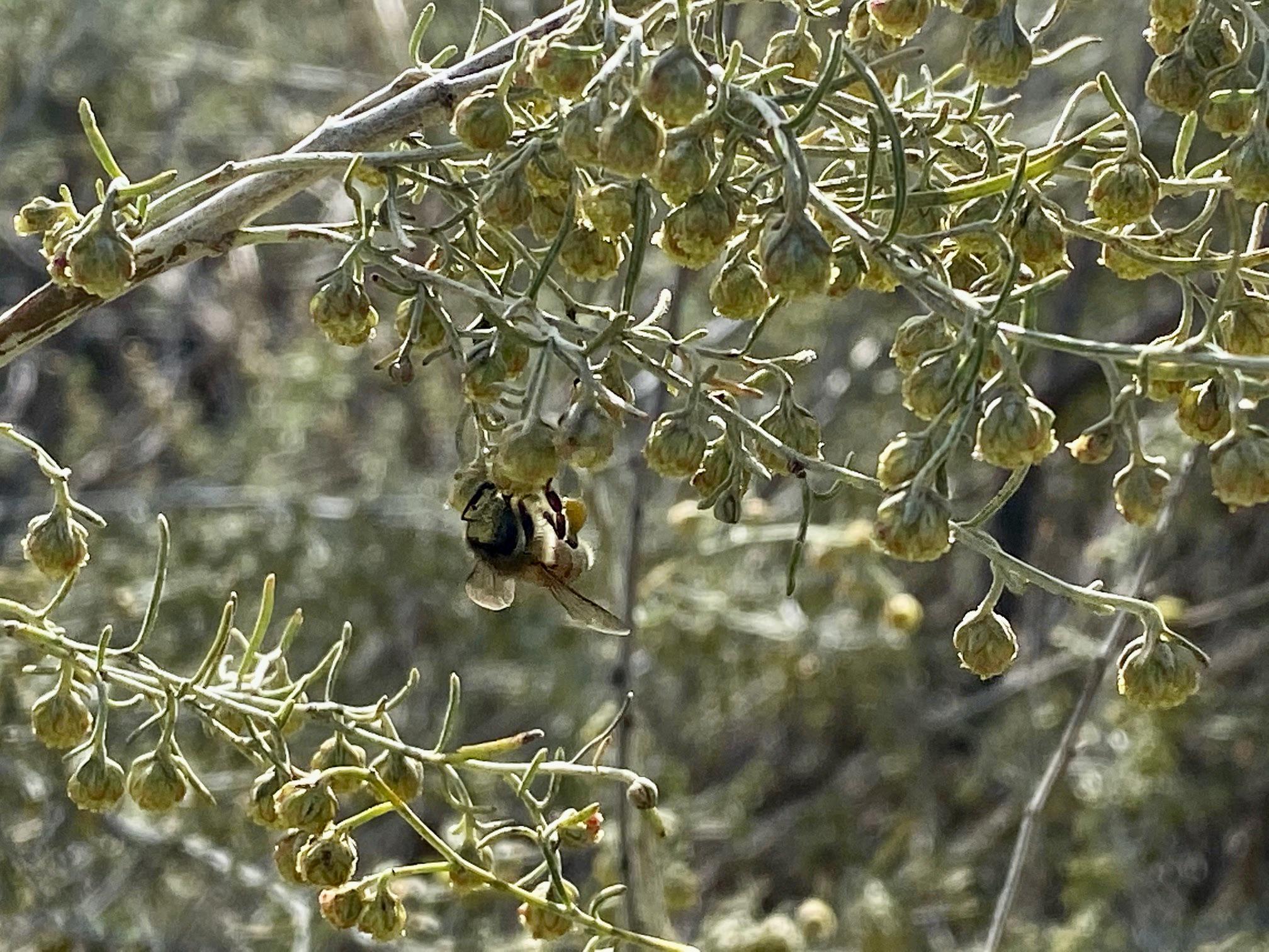 A bee loads up on pollen from California Sagebrush (Artemisia