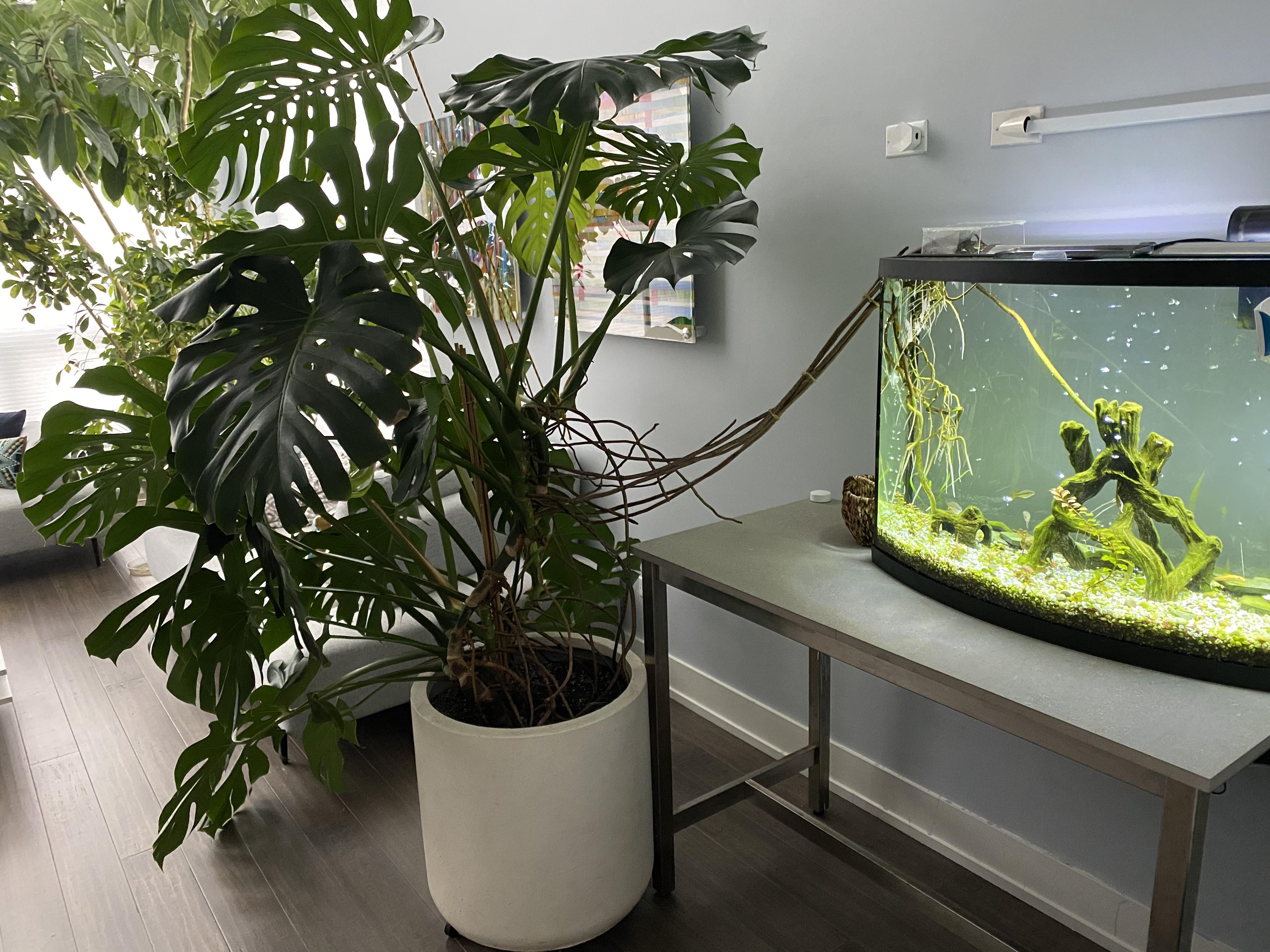 It’s been about two weeks since I placed the aerial roots in the