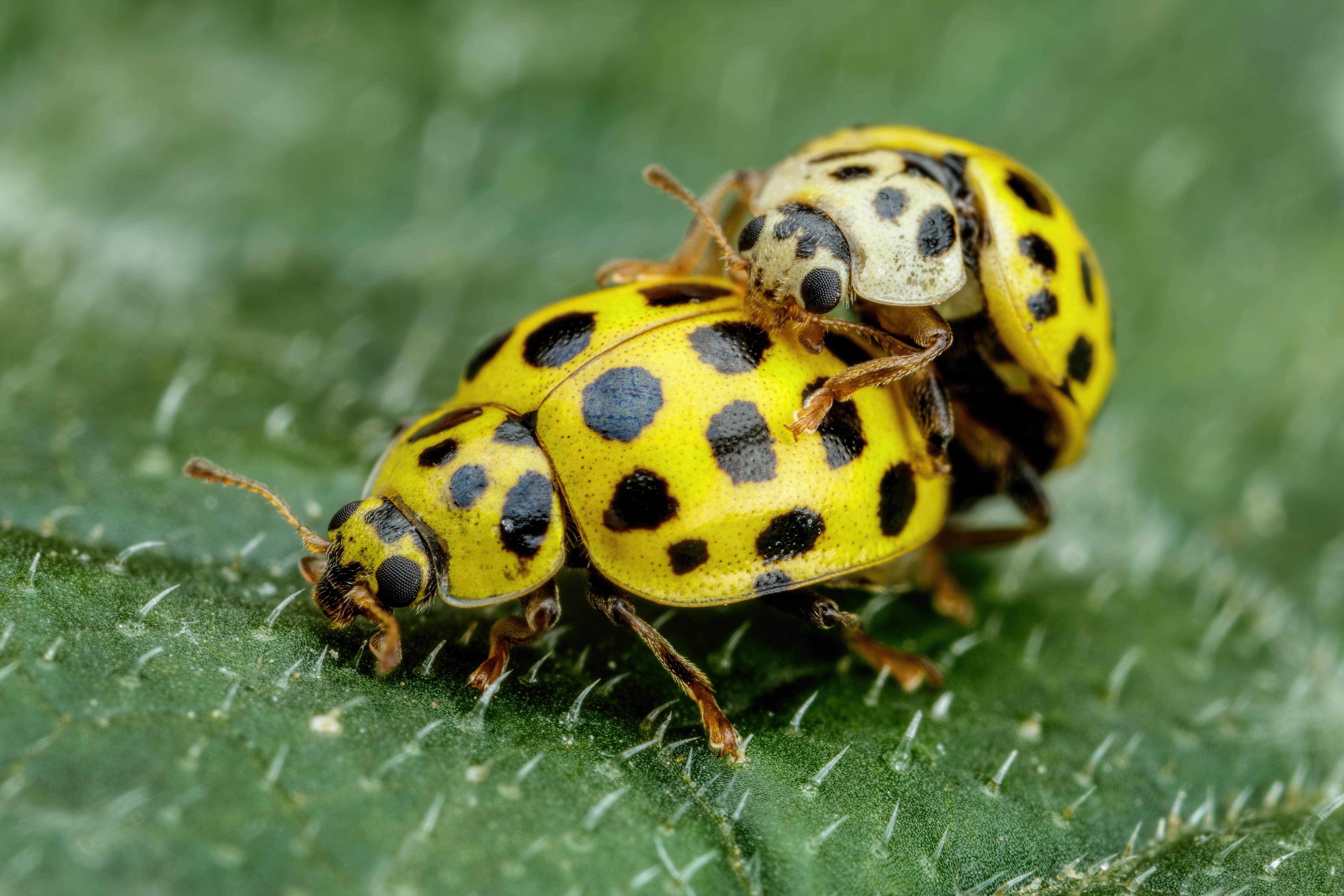 Mating Asian Beetles III [6000x4000] [OC] r/Entomology