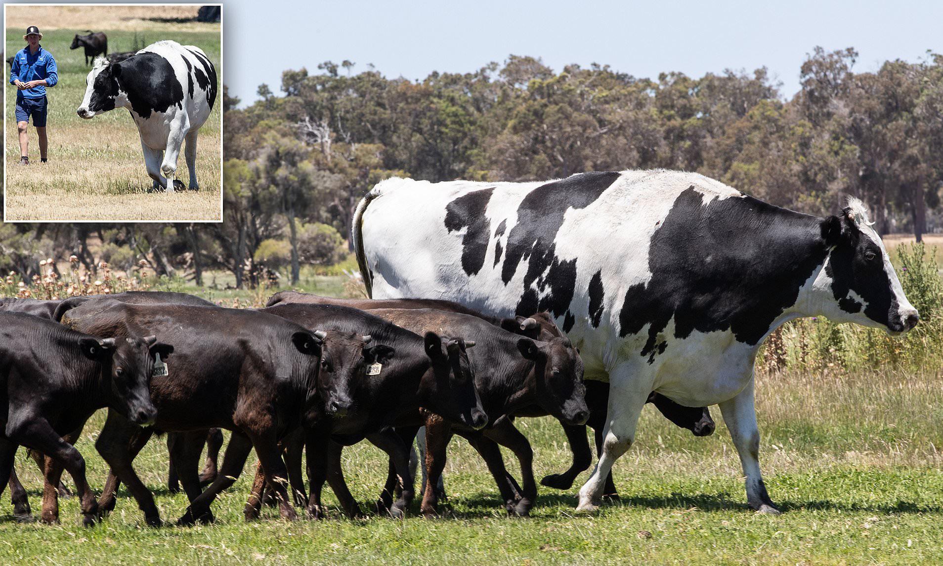 Knickers, the very big cow r/megalophobia