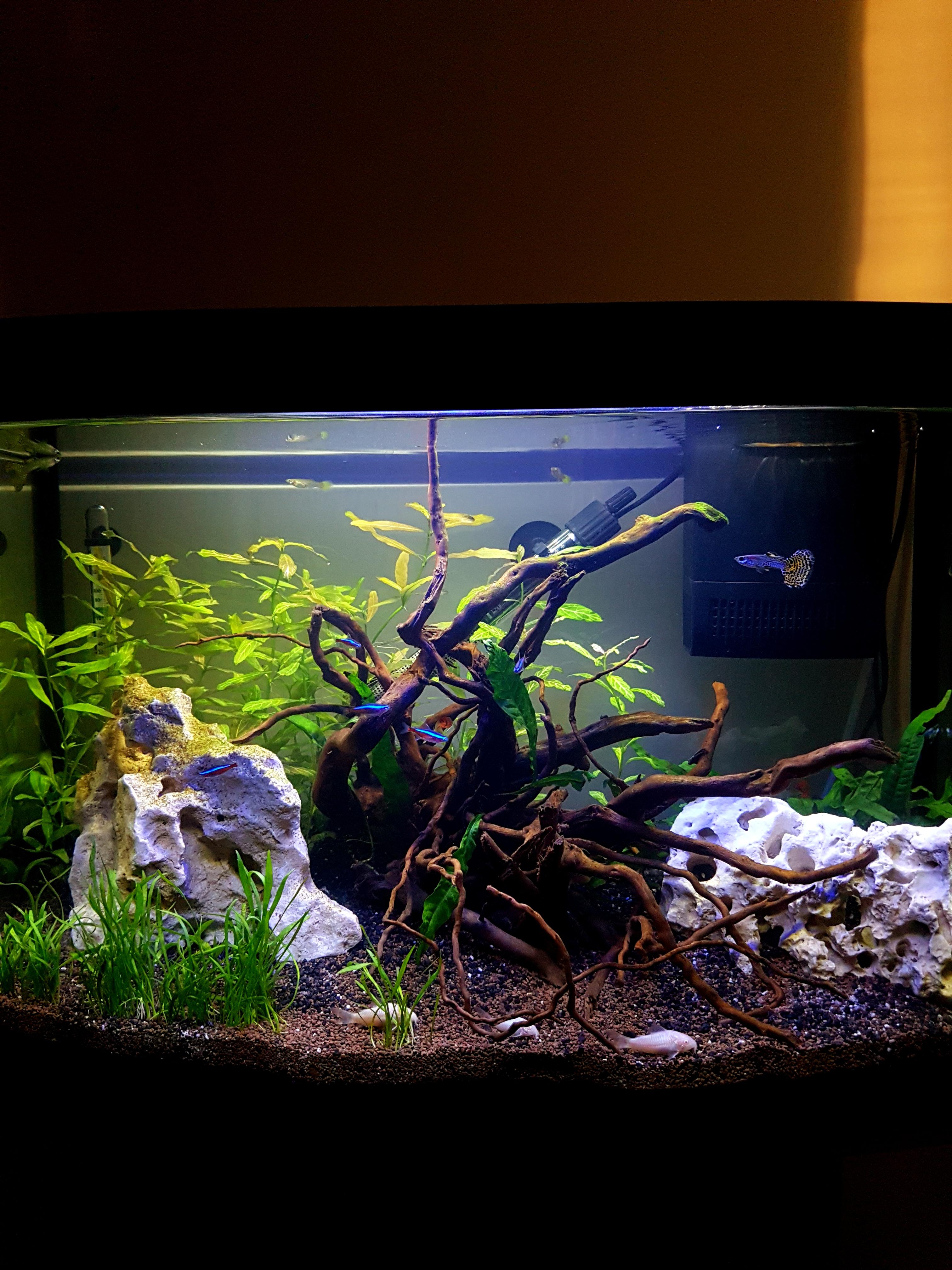 My first tank! Good or bad? And why? r/Aquariums
