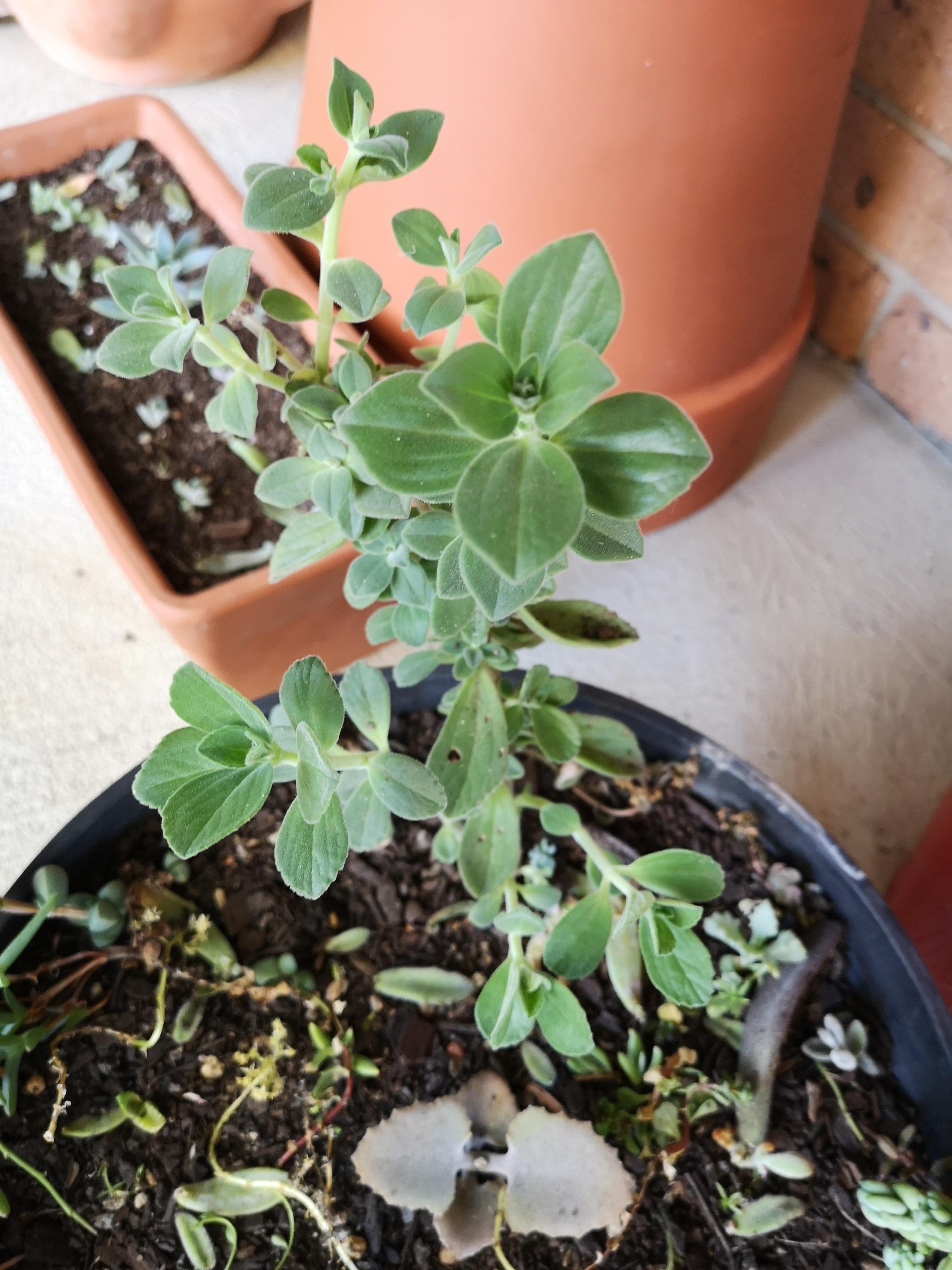 What is this plant? It smells like mint and marijuana mixed together