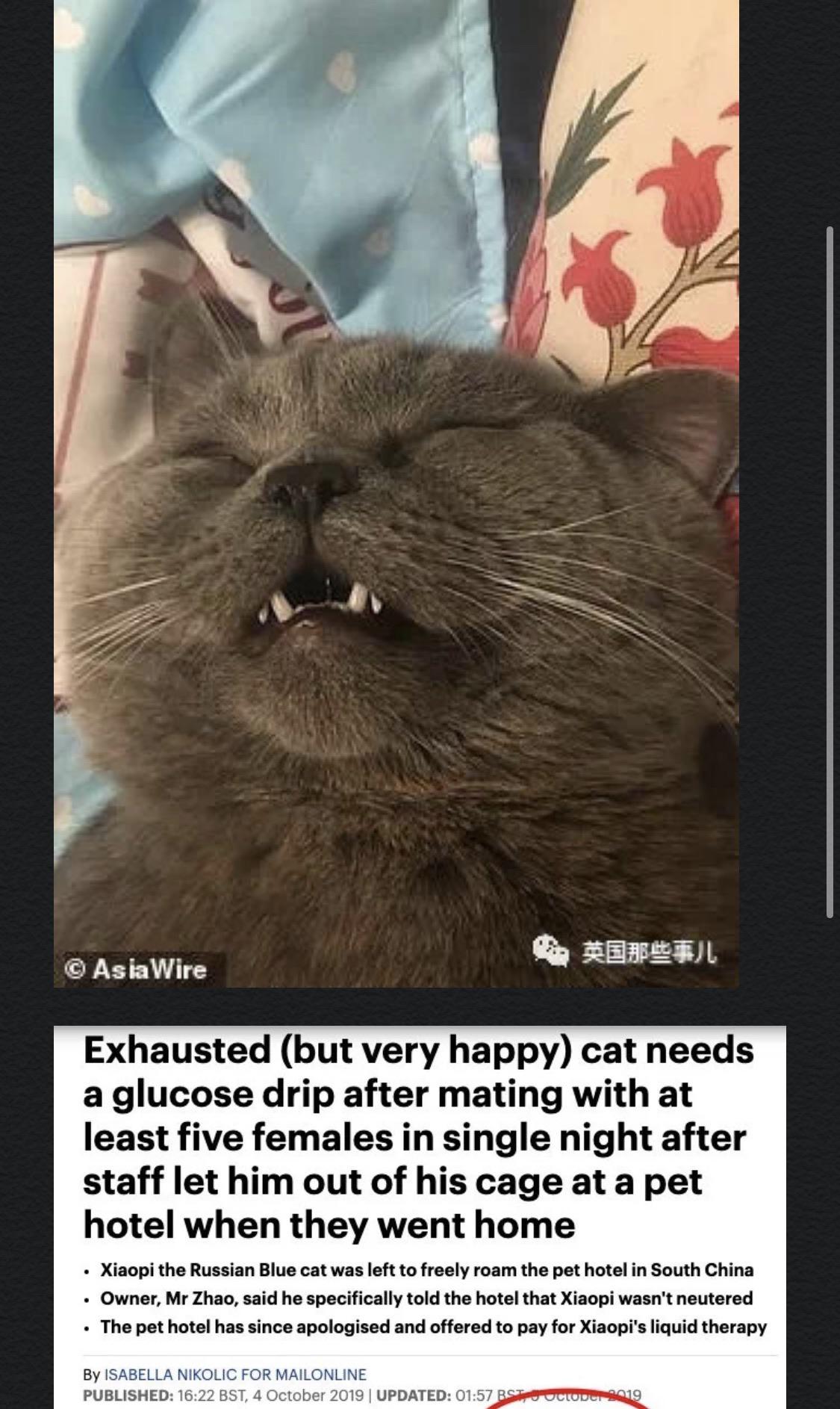 Cat placed on drip after mating with 5 females in one night r/funny