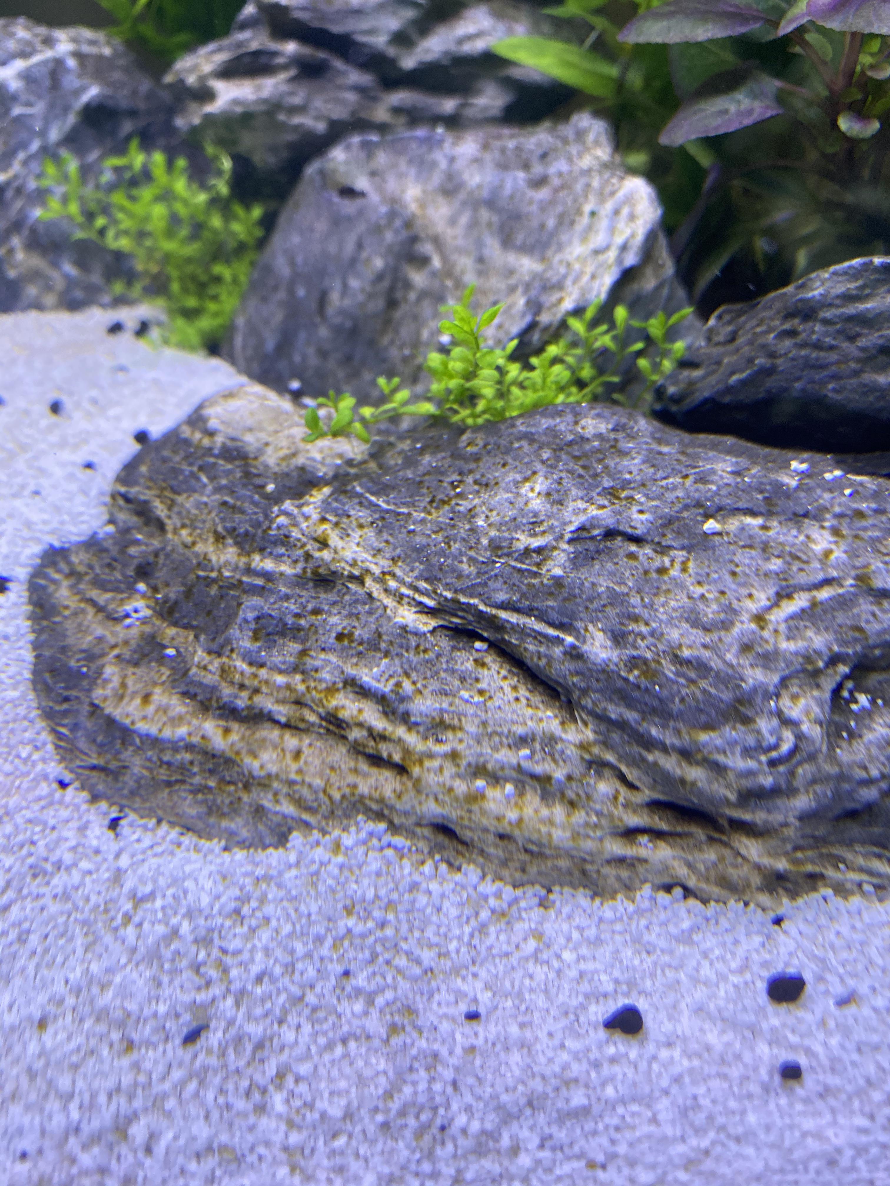 Diatoms/algae? How can I treat it? It appeared over night. r/PlantedTank