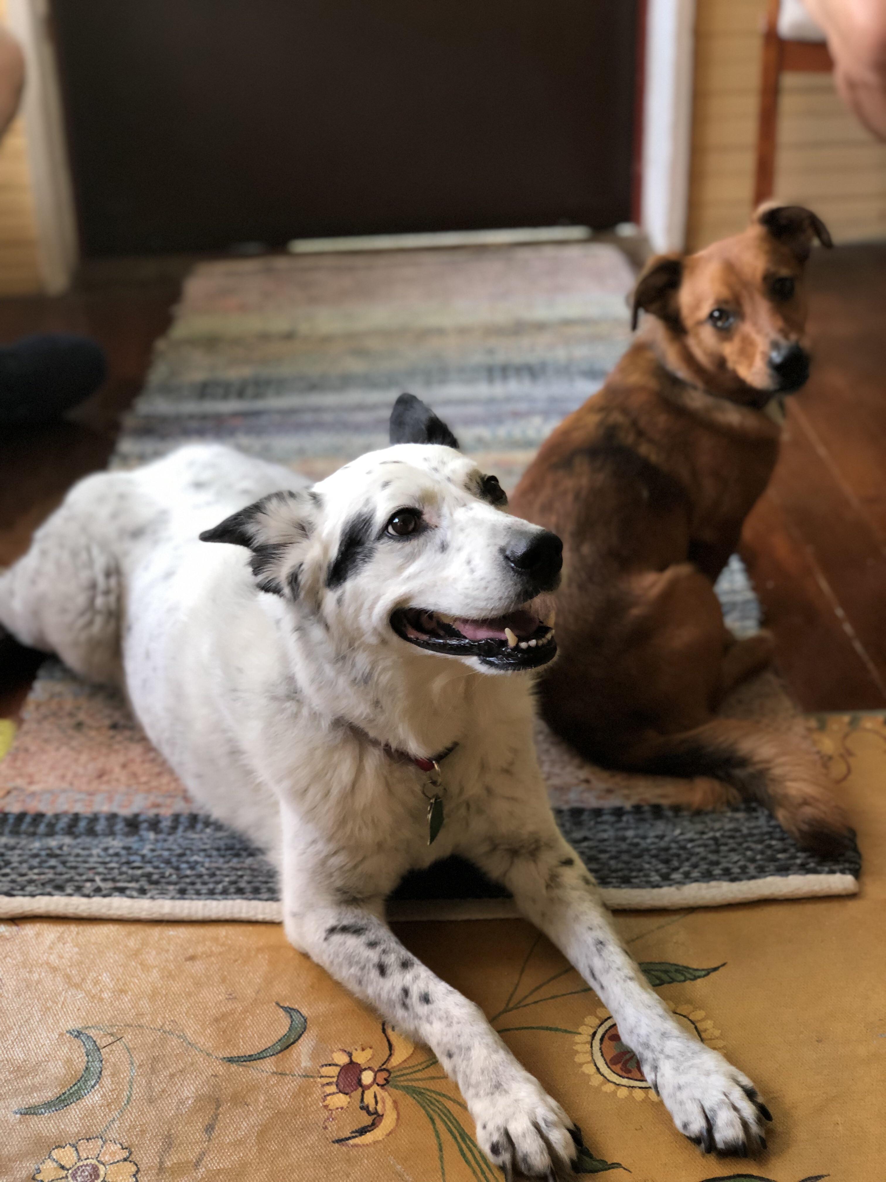 Why Are Blue Heelers Born White at Larry Matos blog