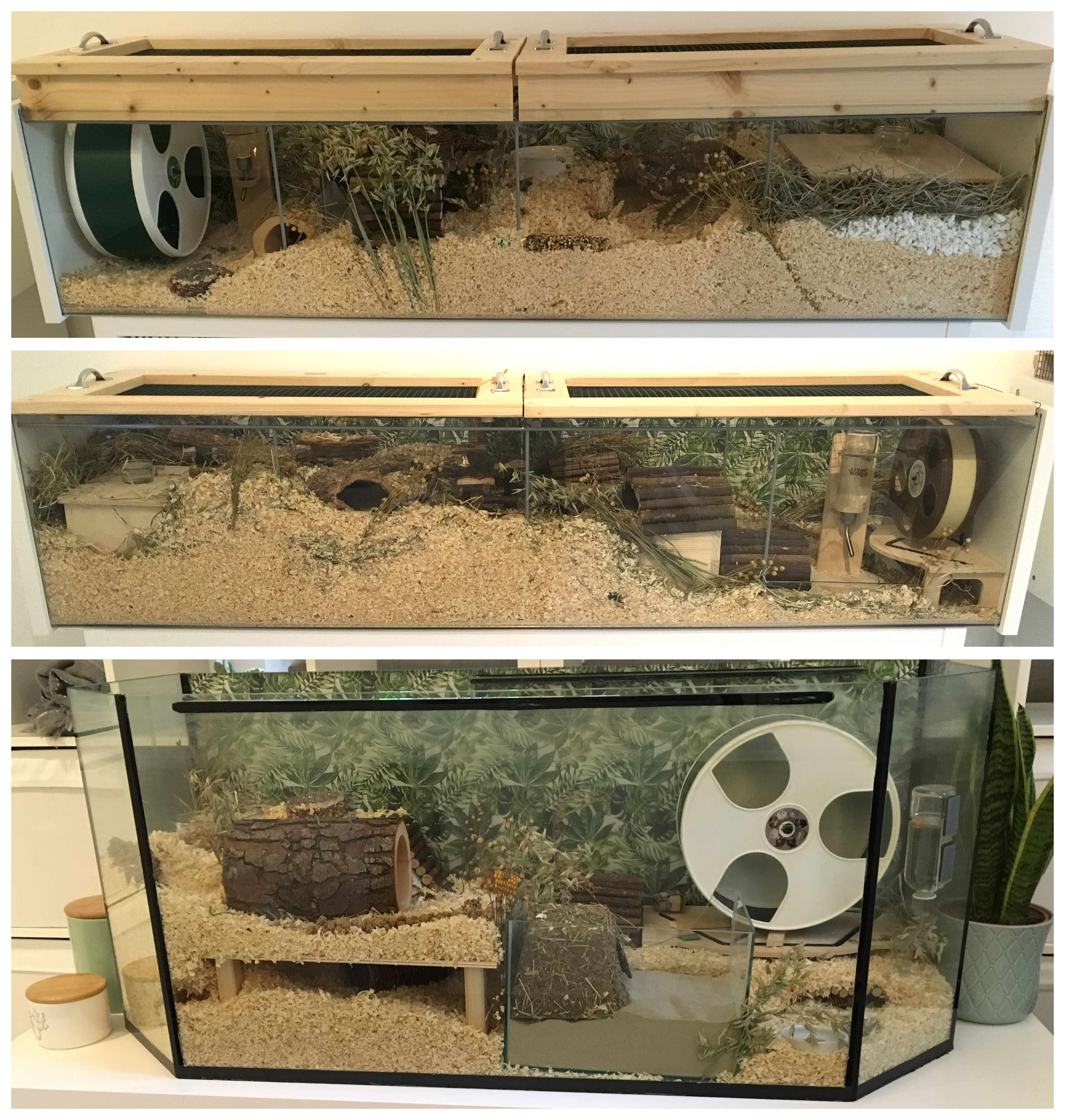 My hamsters' apartments July 2019 (album links in comments) r/hamsters