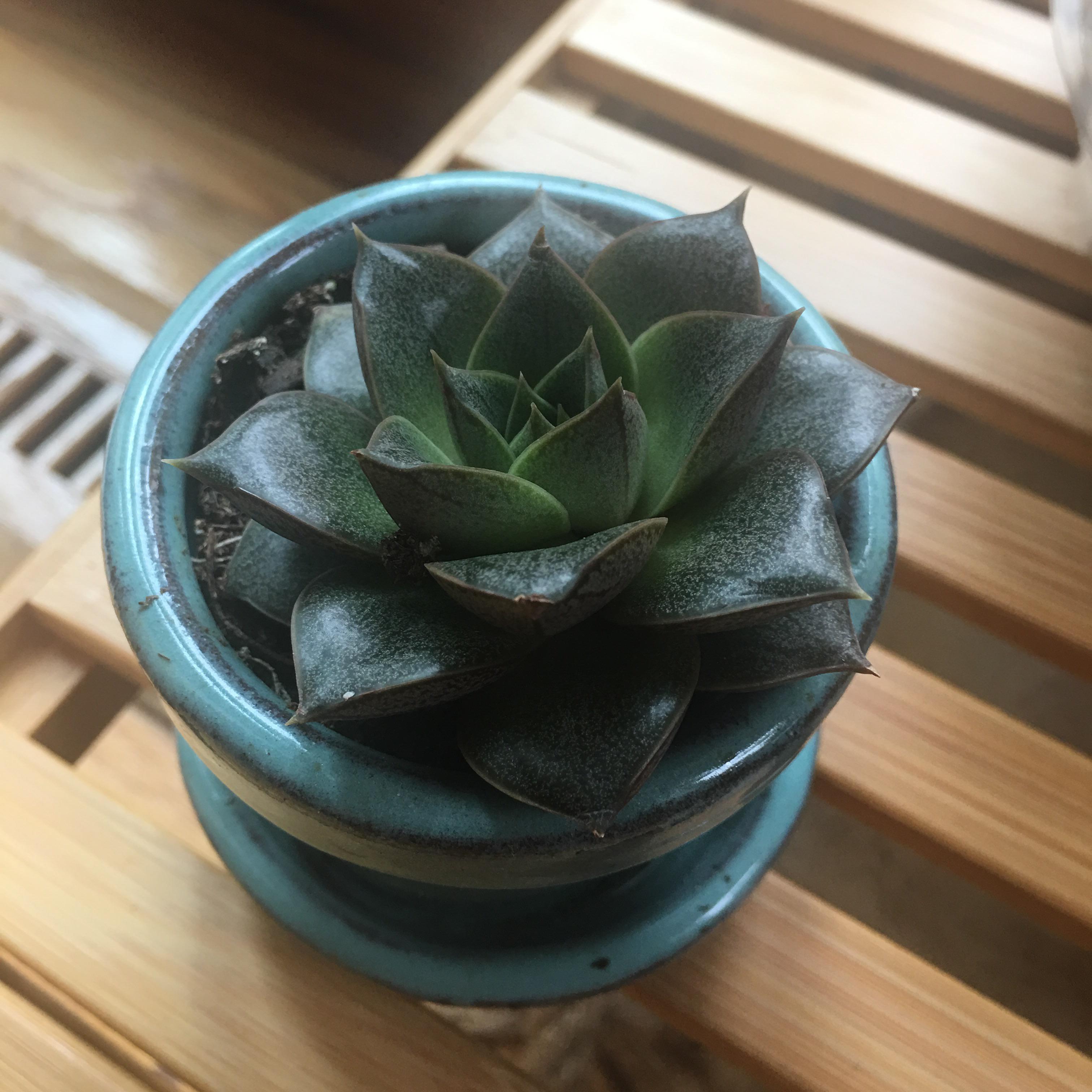 Found this little guy at Aldi! Can I get an ID please? It’s the cutest