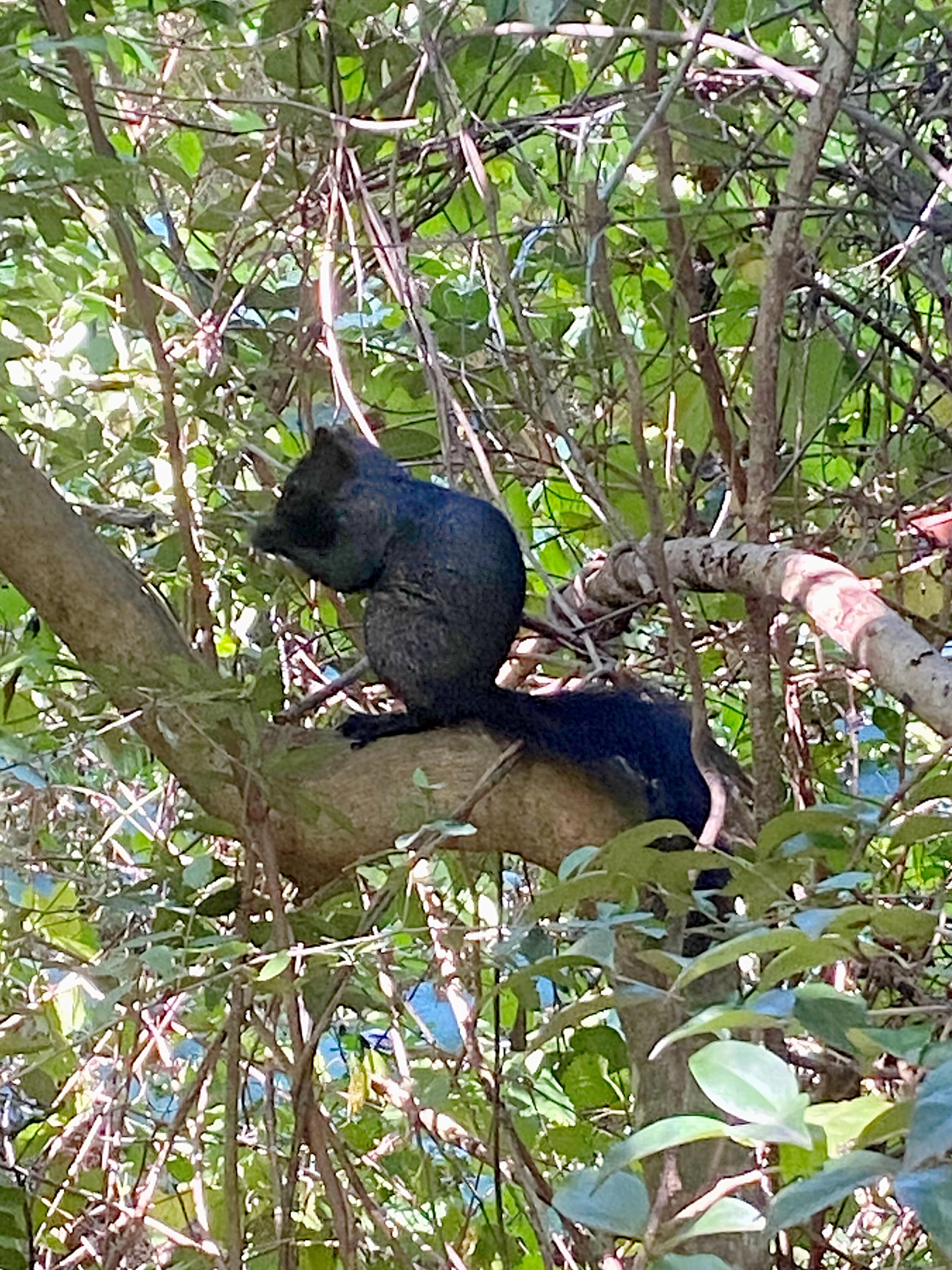 A rare black squirrel near Buffalo Bayou. r/houston