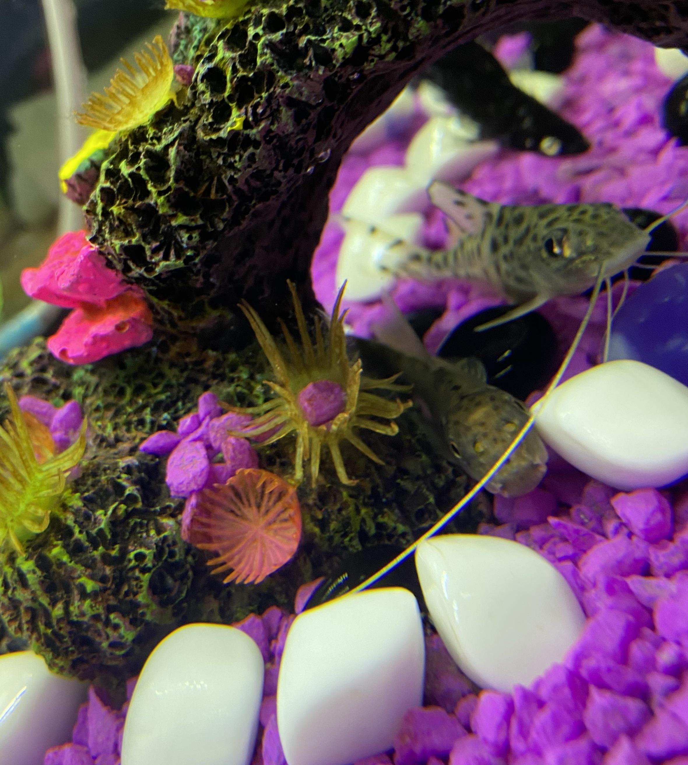 Bruce (algae eater) and Grayson (Pictus Catfish) hanging out, like