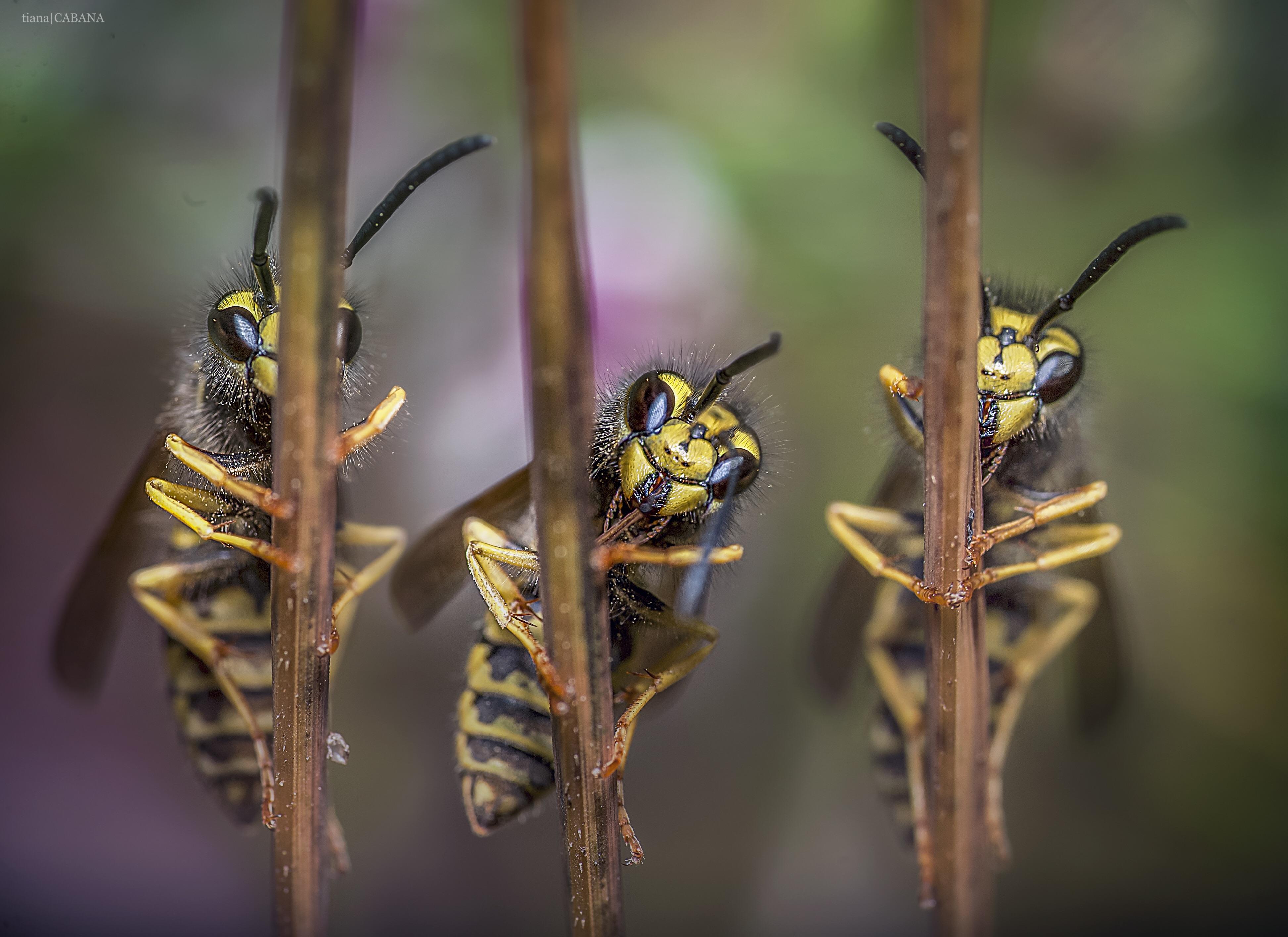 Yellow jackets be cute af [OC] r/pics
