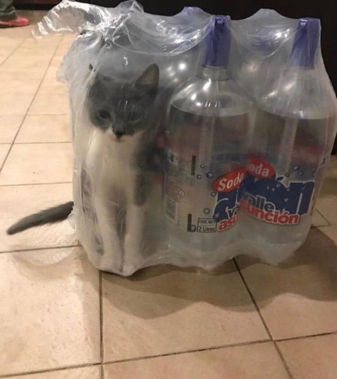 cursed_aqua catto cursed_cats