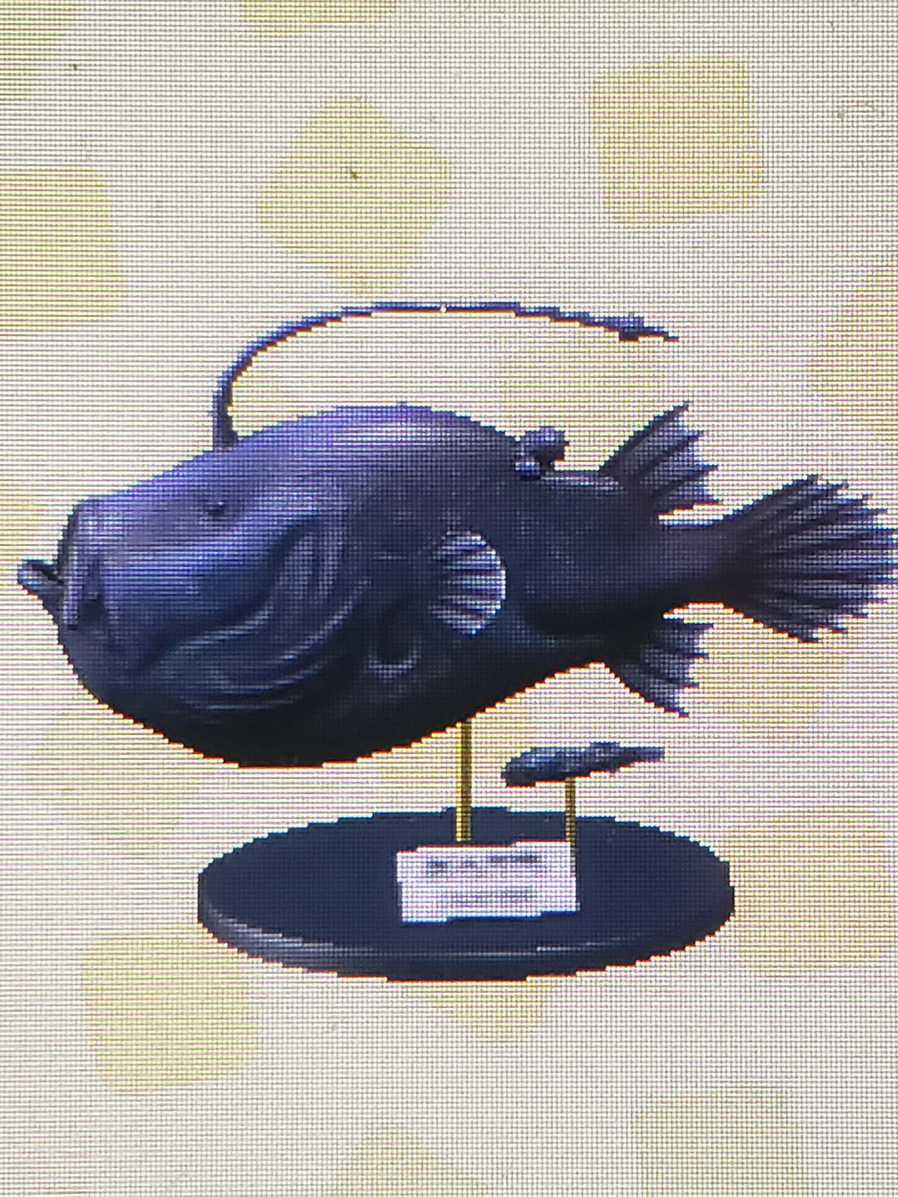 Football Fish In Animal Crossing First Anniversary Fishing Tourney 8