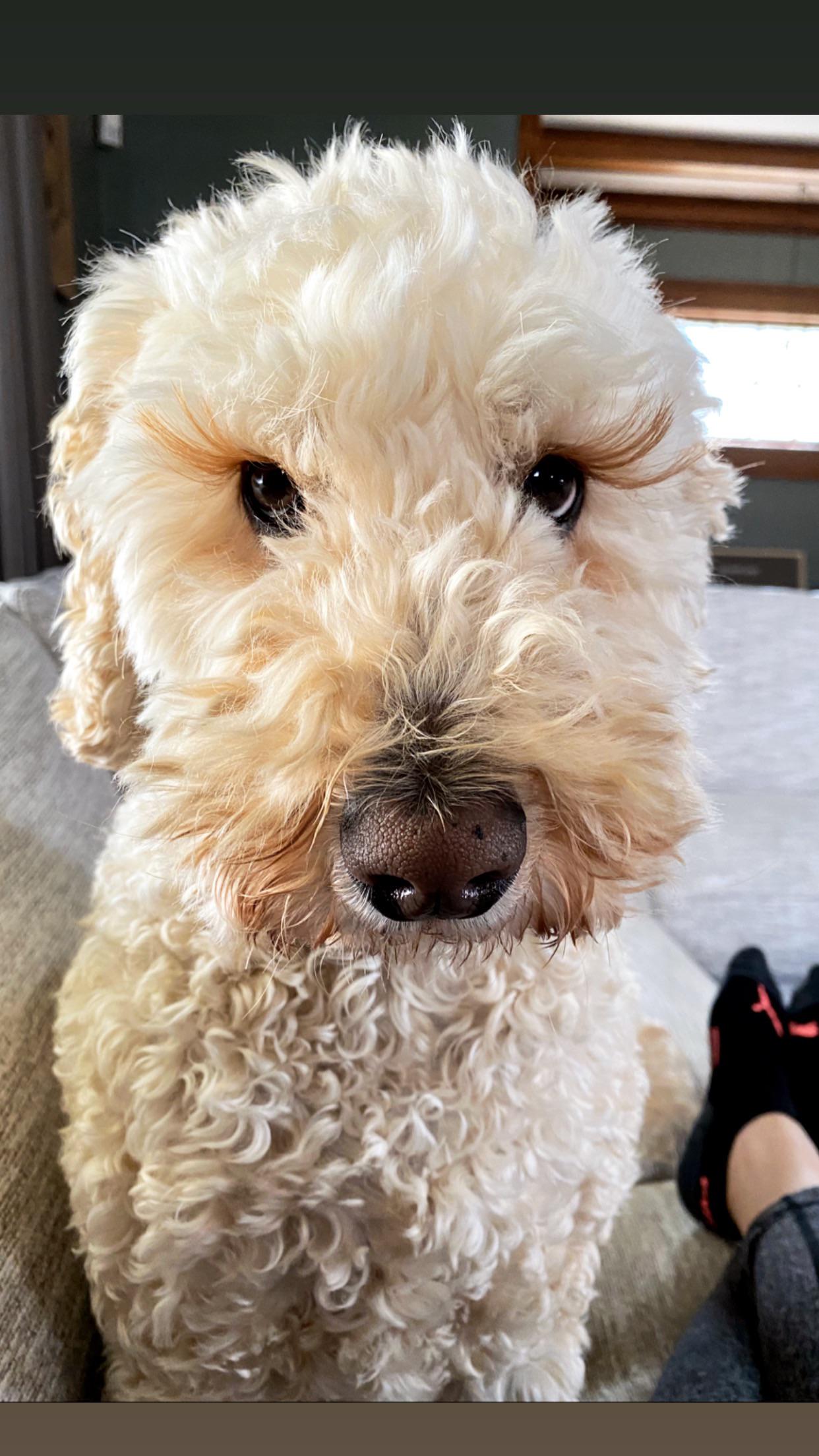 Anyone else have to trim their doodles eyelashes? r/labradoodles