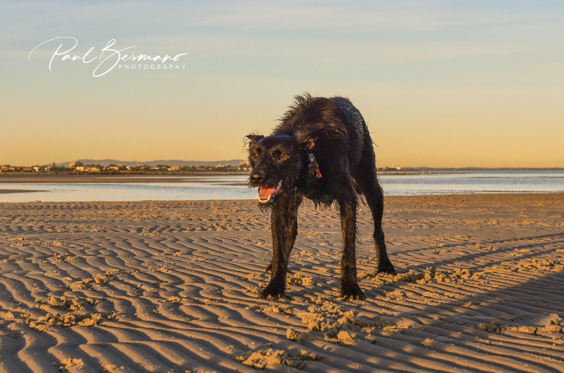 My dog Harvey at Altona Dog Beach. Photographed by local photography