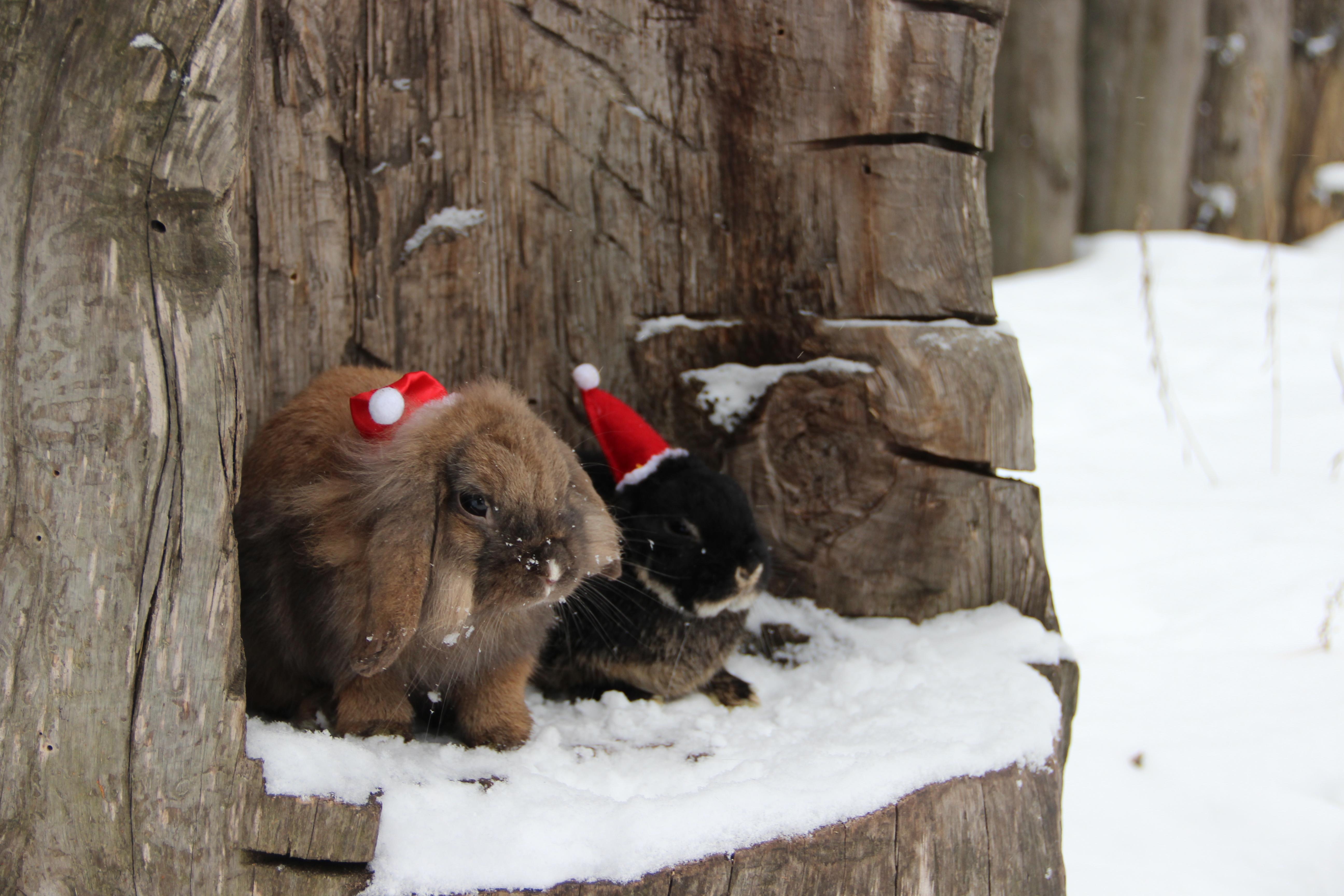 Christmas rabbits r/Rabbits