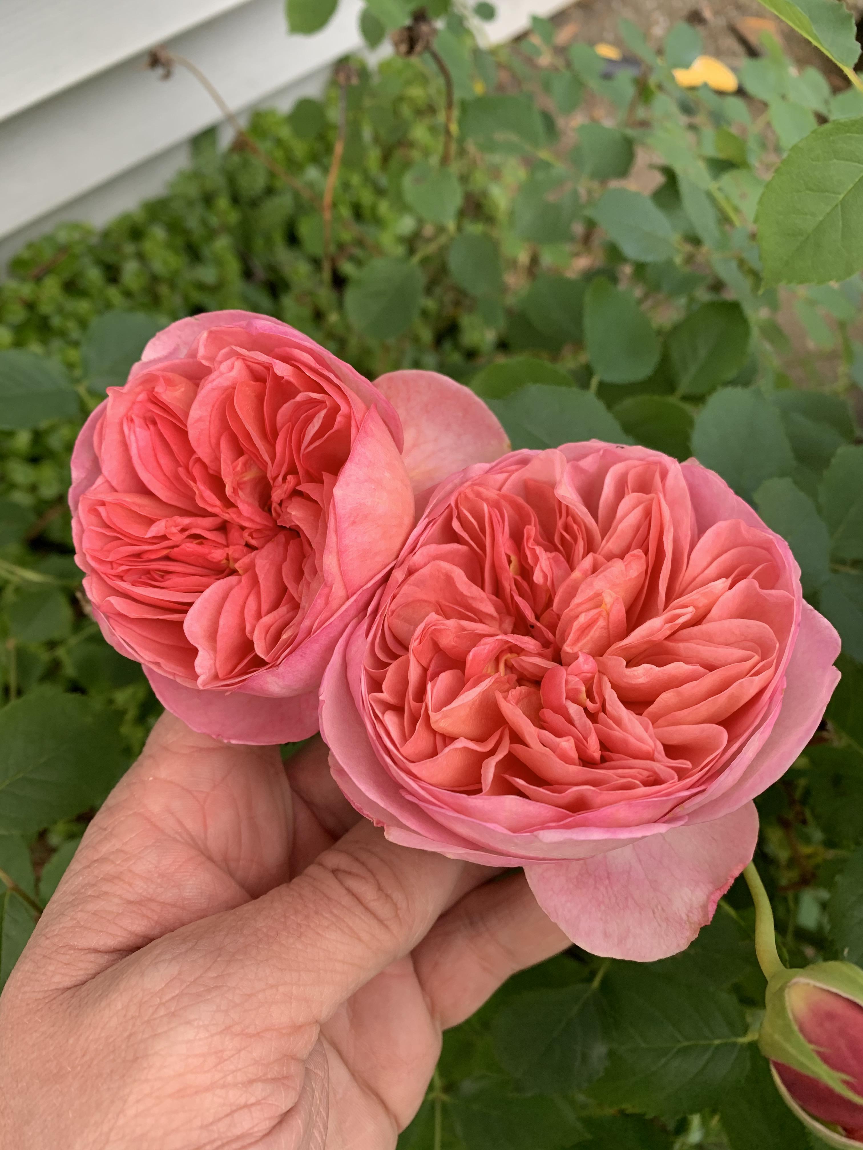First English tea rose blooms of the season! r/gardening