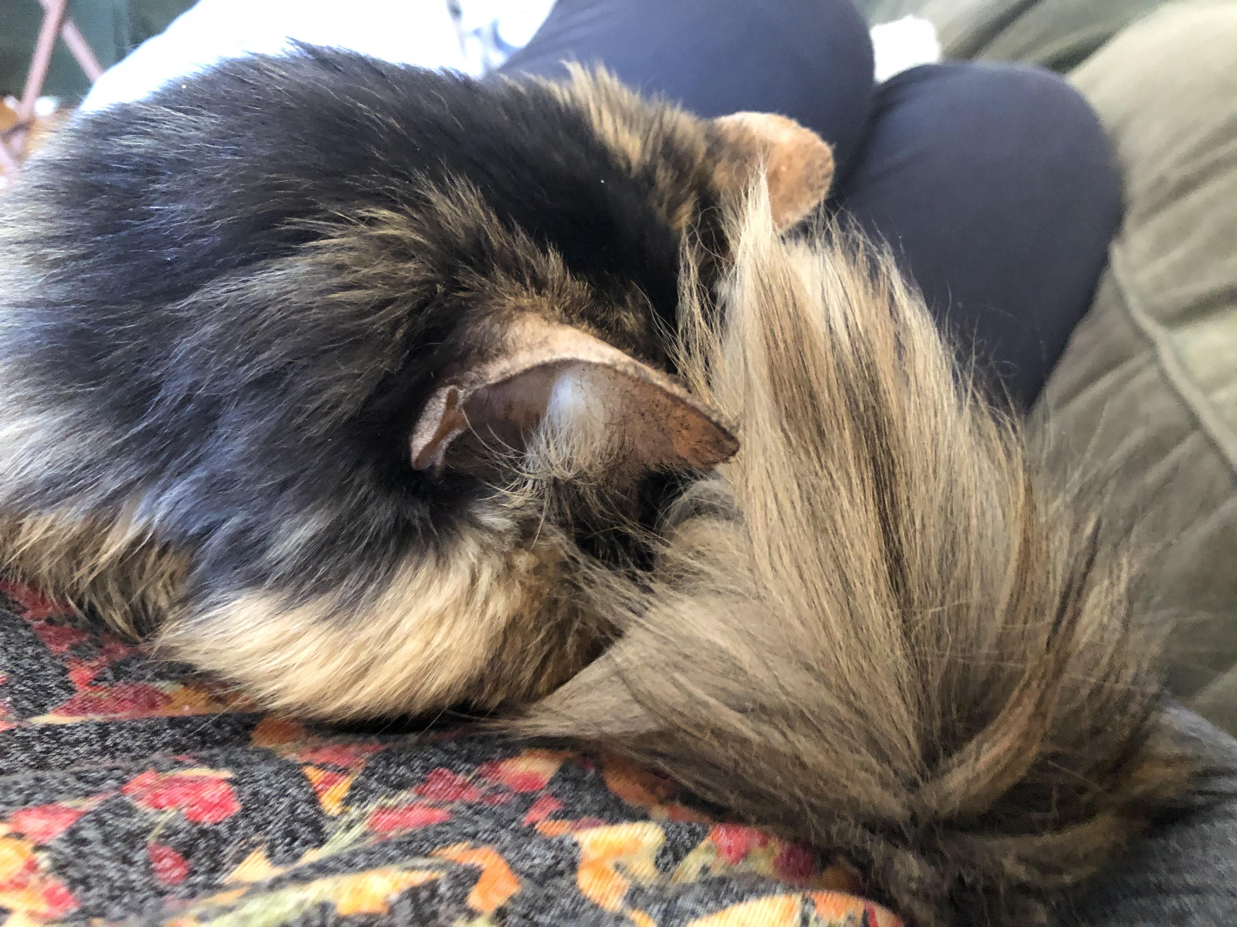 My 16 y/o cat who didn’t used to like being picked up now sleeps on my