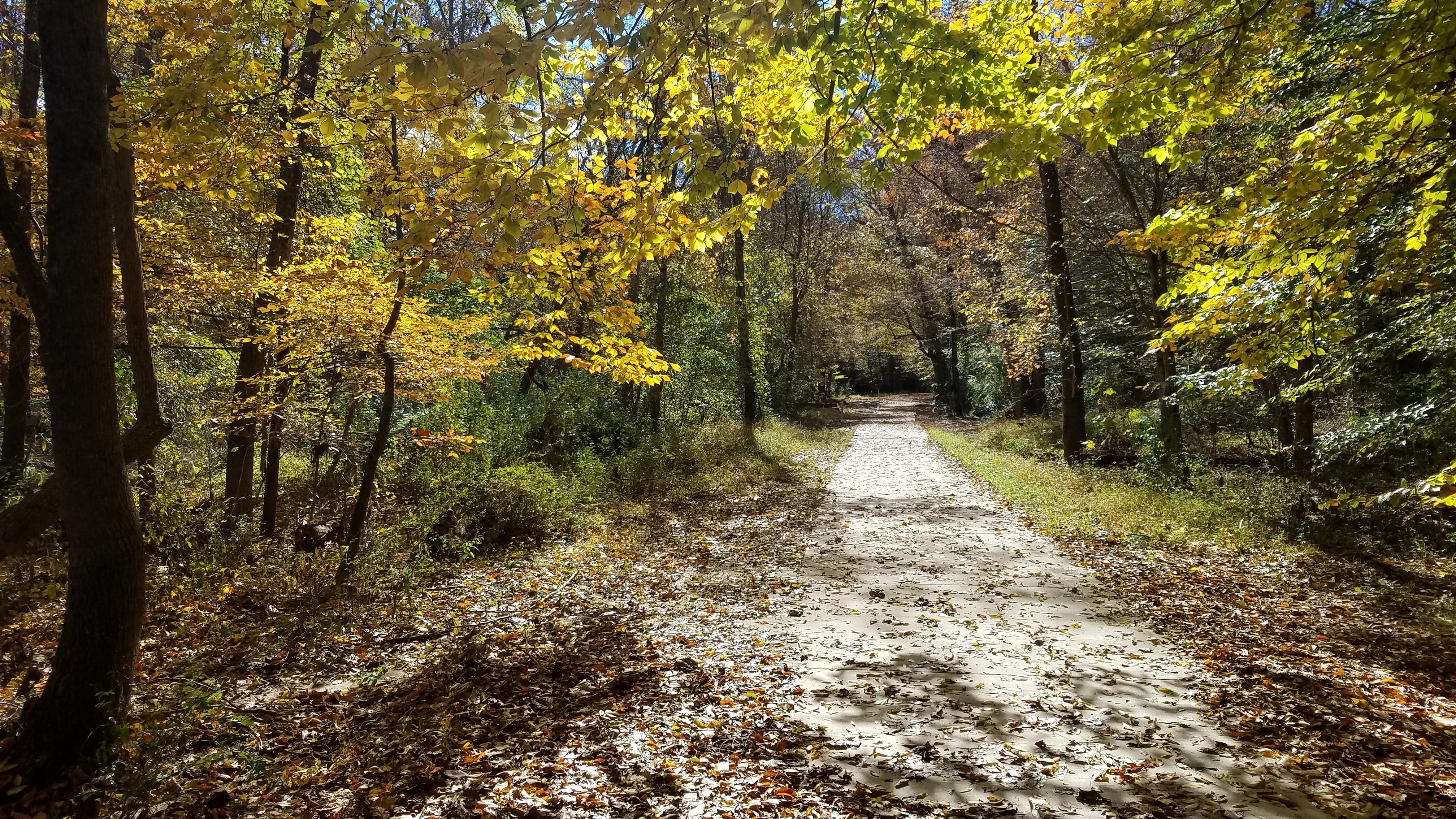 Beautiful light today on the crosscounty trail. r/bikedc