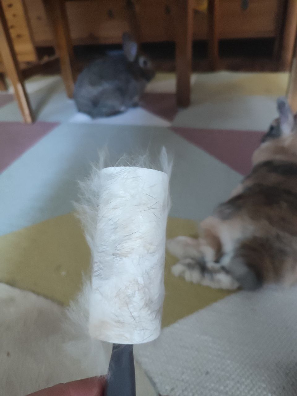 Today we discovered that lint rollers work on bunnies as well. r/Rabbits