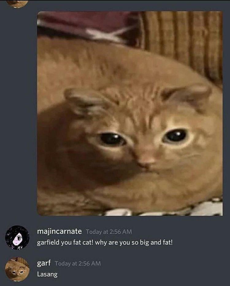Garfield you fat cat why are you so big and fat! memes