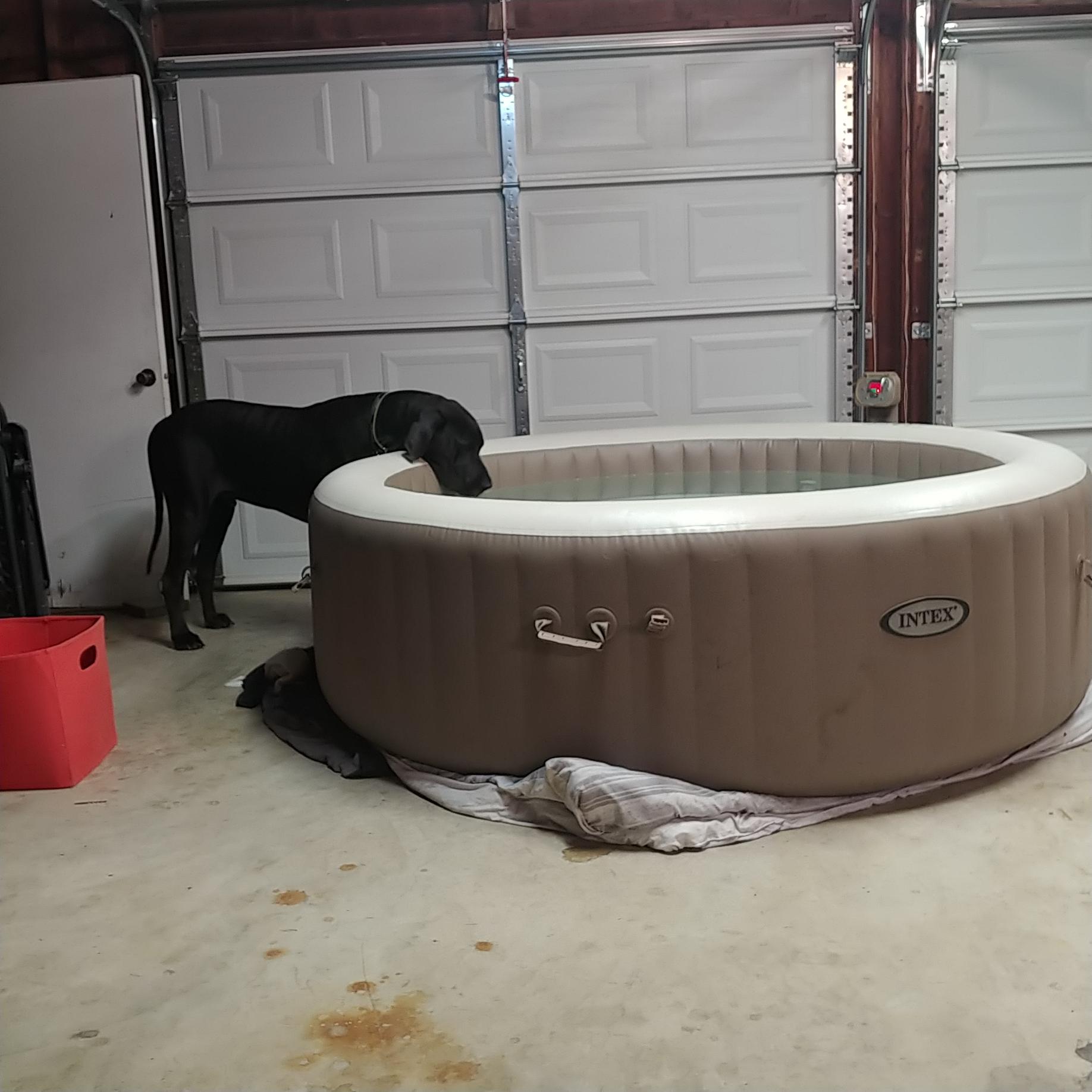 How big is your Danes water bowl? r/greatdanes
