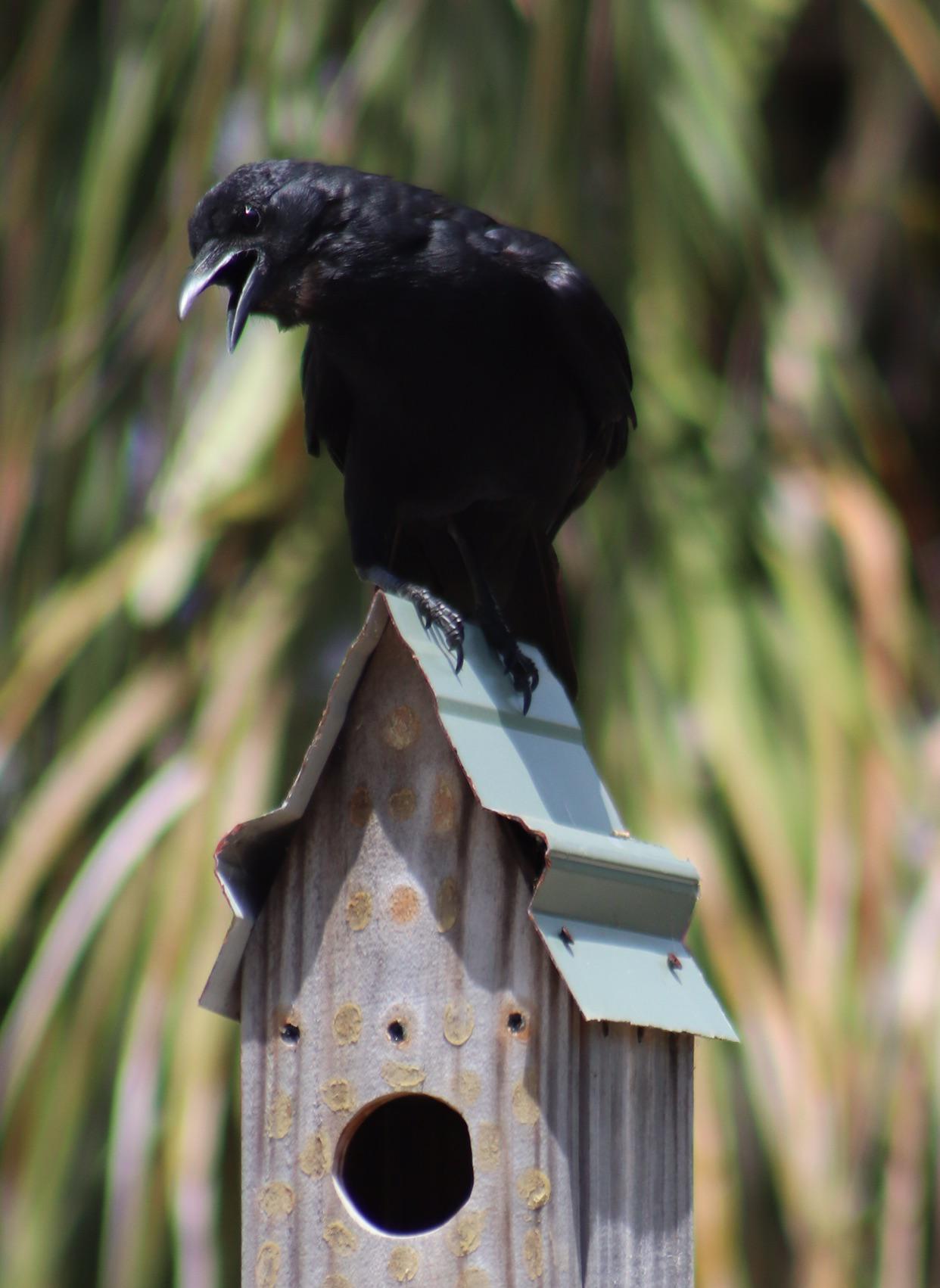 Now visiting several times a day...and a lot less skittish. Landed