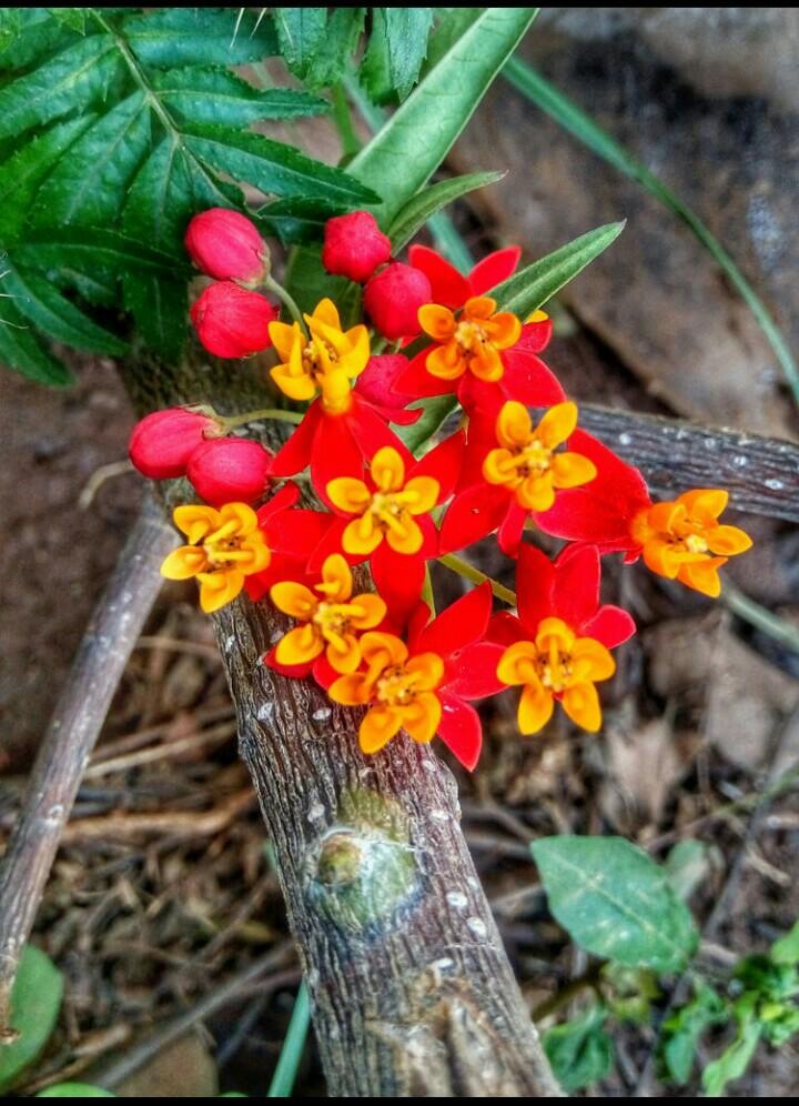 What flowers are these? r/flowers