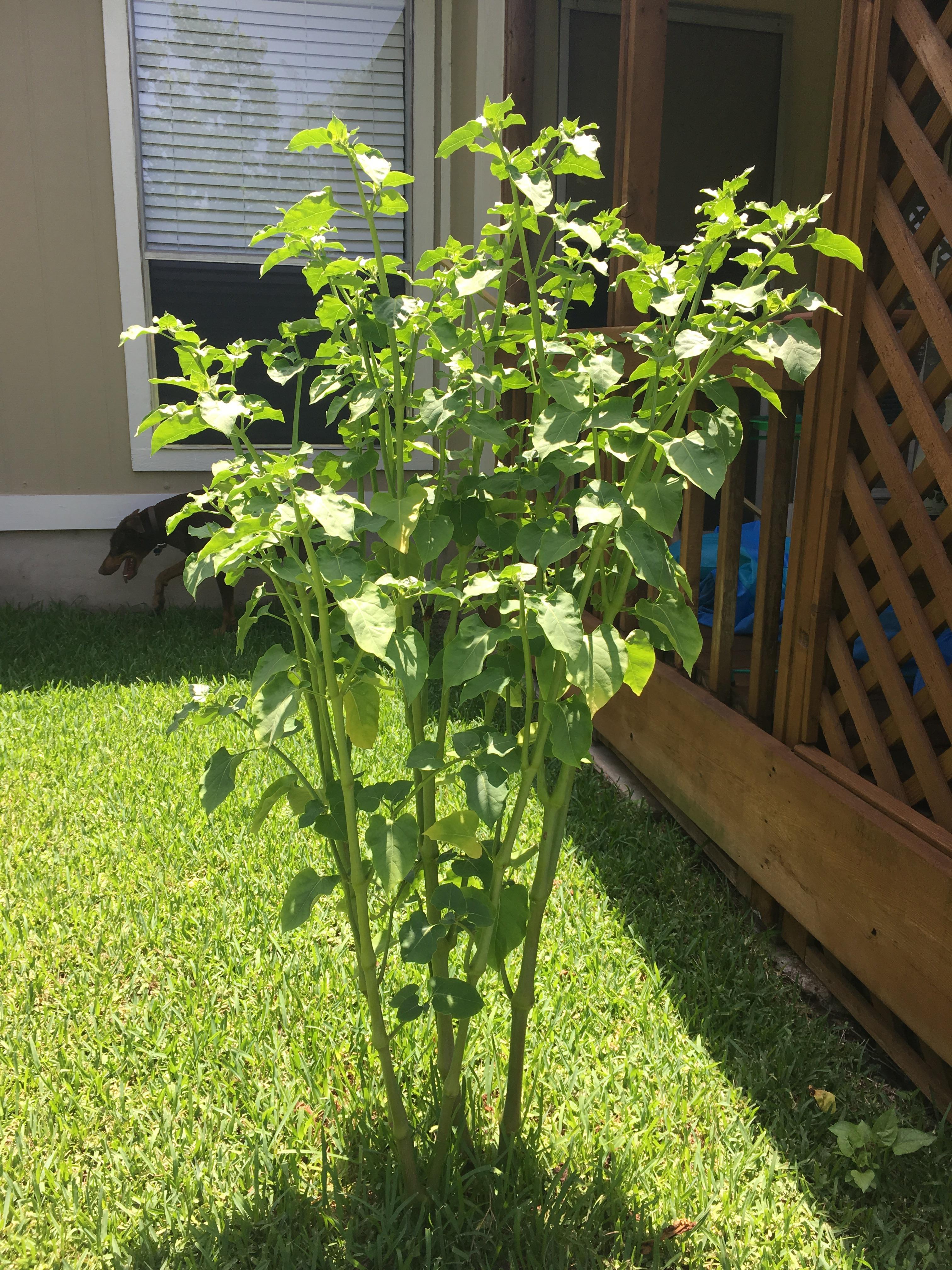Bought a new house in zone 8b what is this plant? (Thick stalk, full