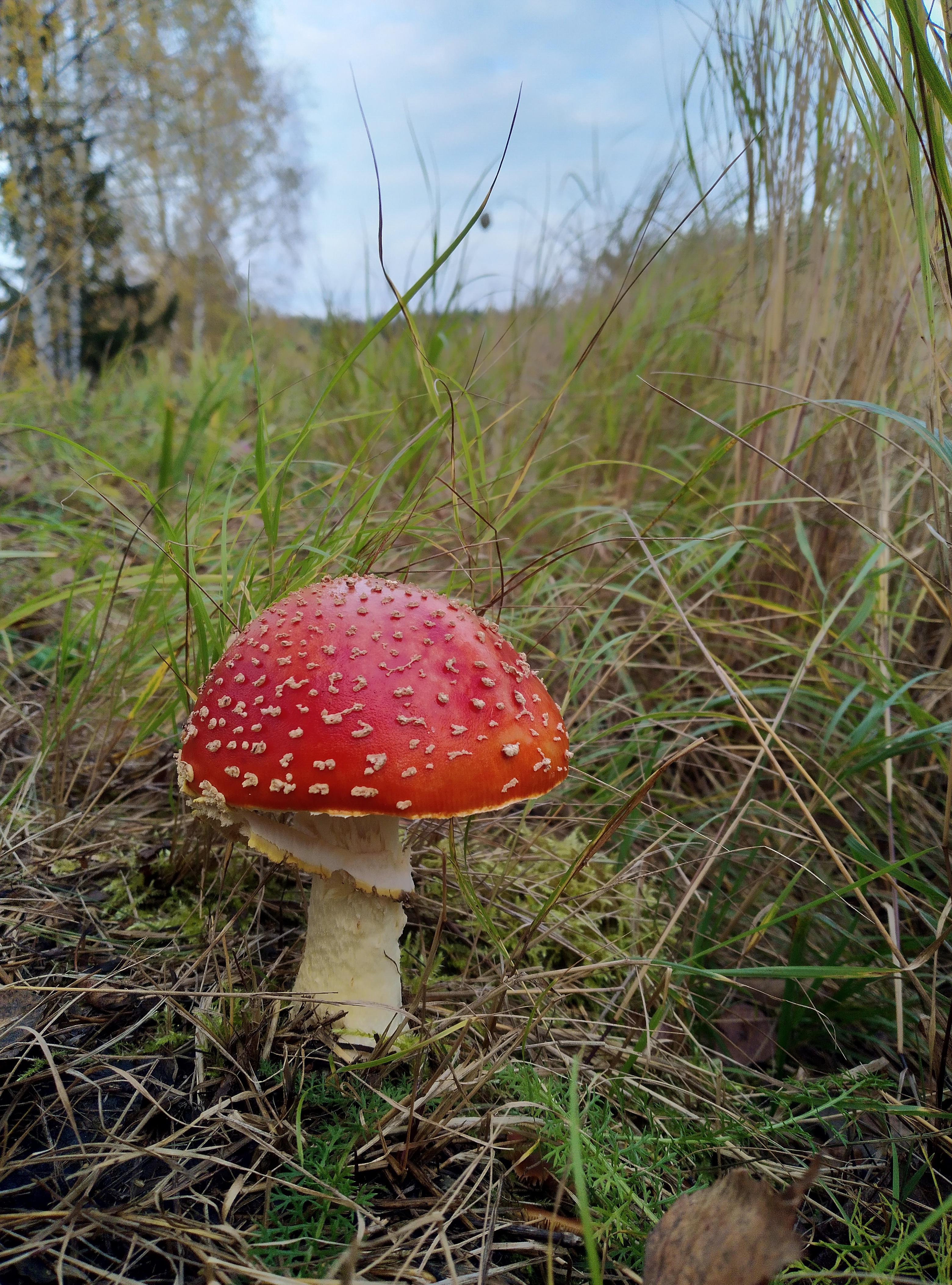This season last amanita muscaria. I eat this one raw and it was realy