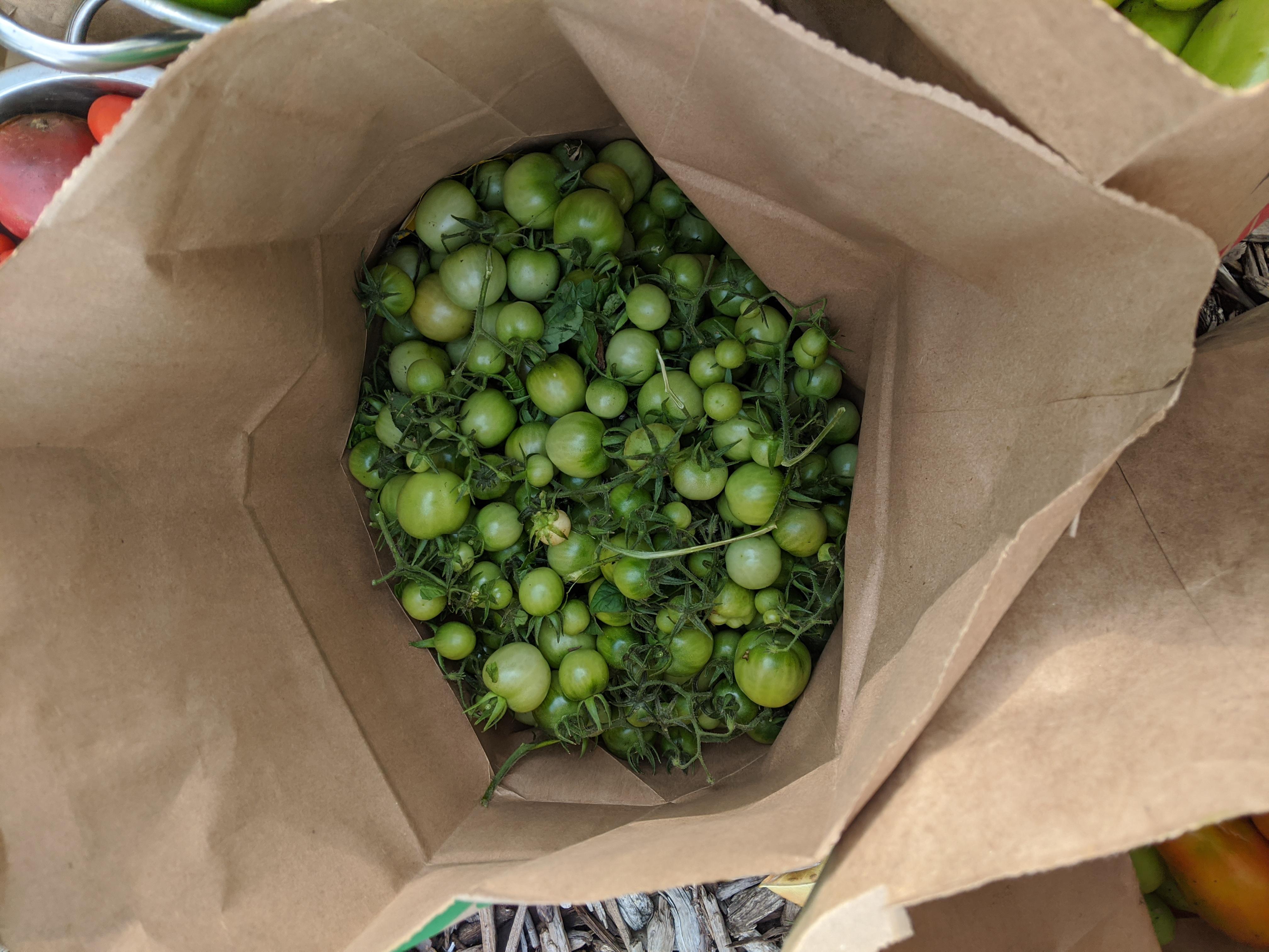 Grew these cherry tomatoes from the container produce. This year's