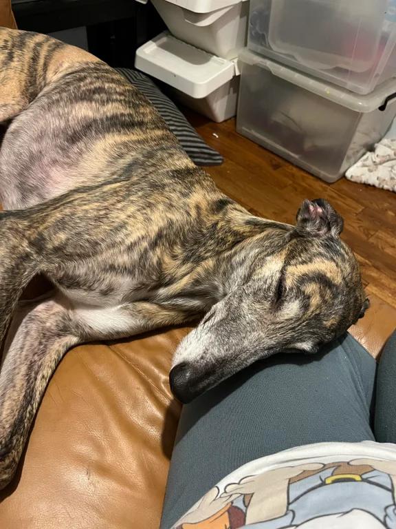 Best Greyhound Posts Reddit