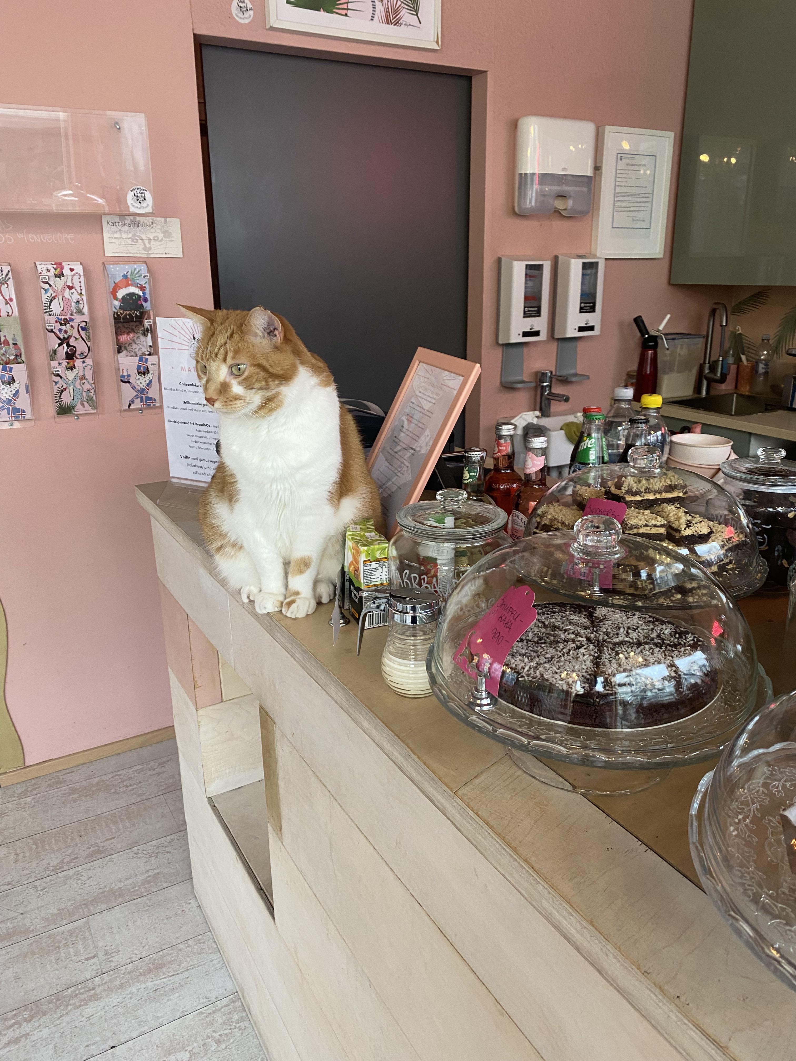 I went to a cat cafe in Iceland r/cats