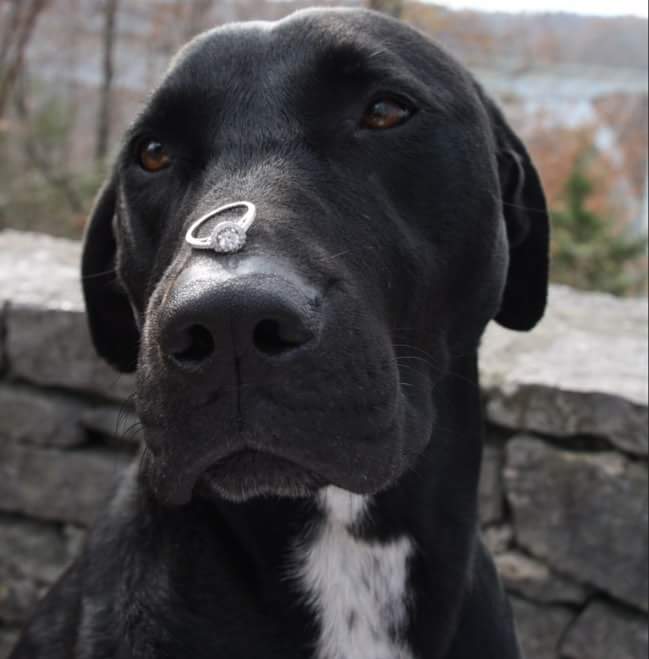 Cute Dog on Facebook feed holds ring on nose aww