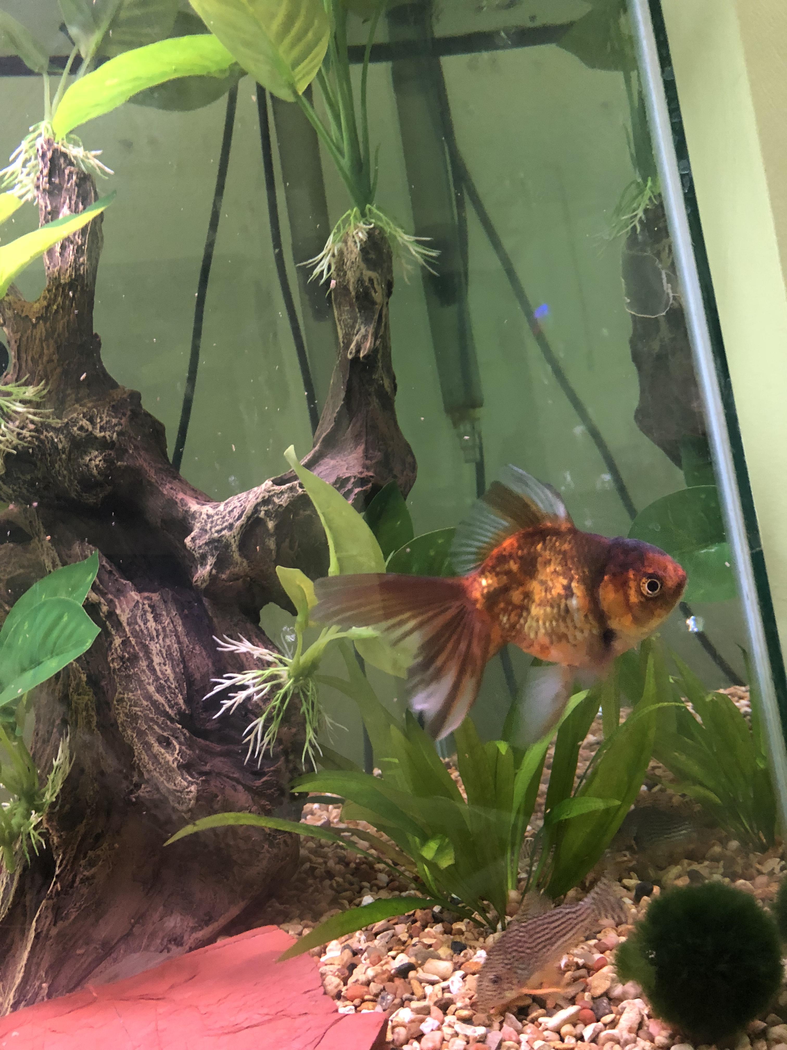 I did a thing! Meet Copper! r/Goldfish