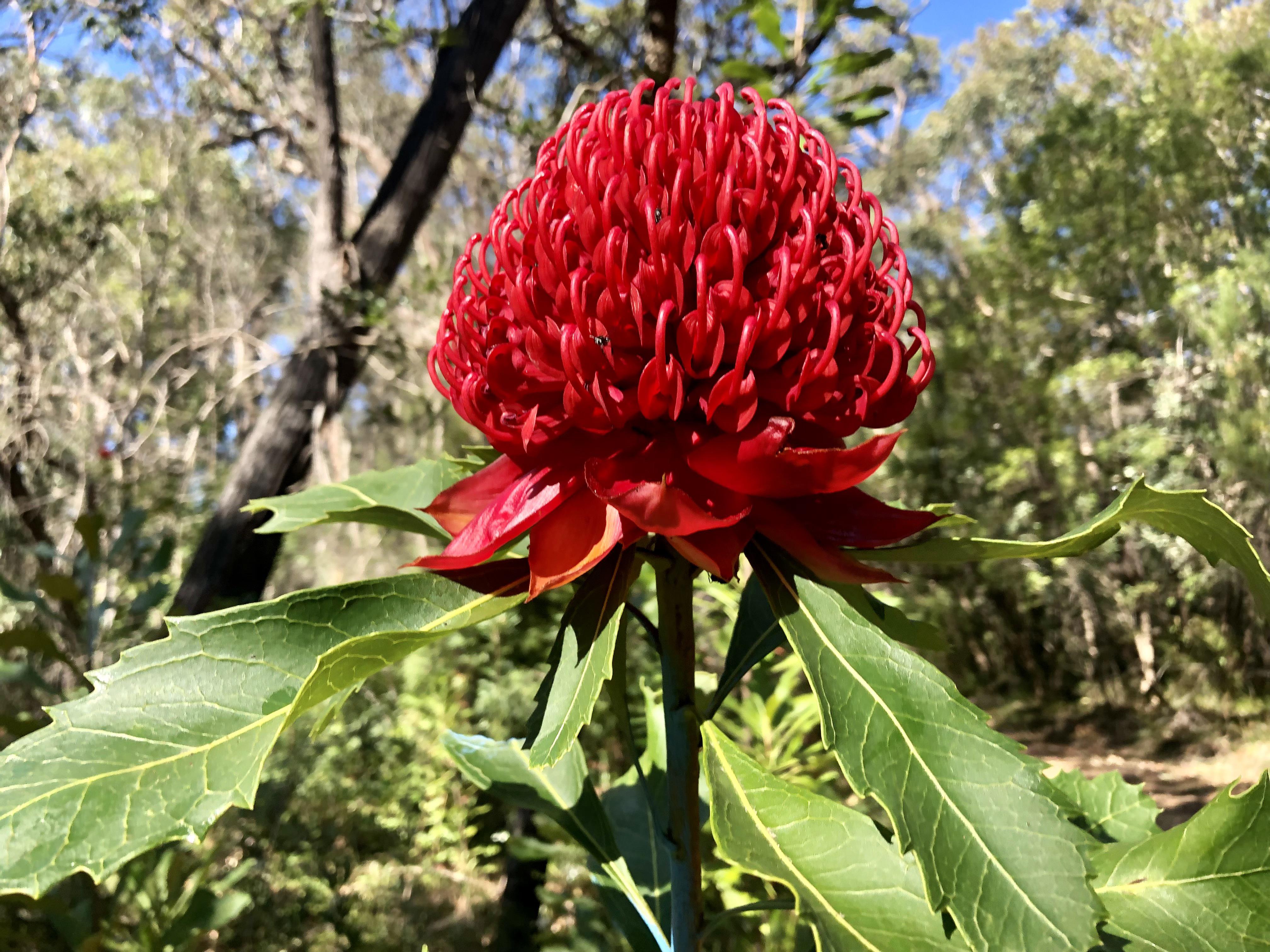 Loads of Waratahs this year stunning! r/sydney