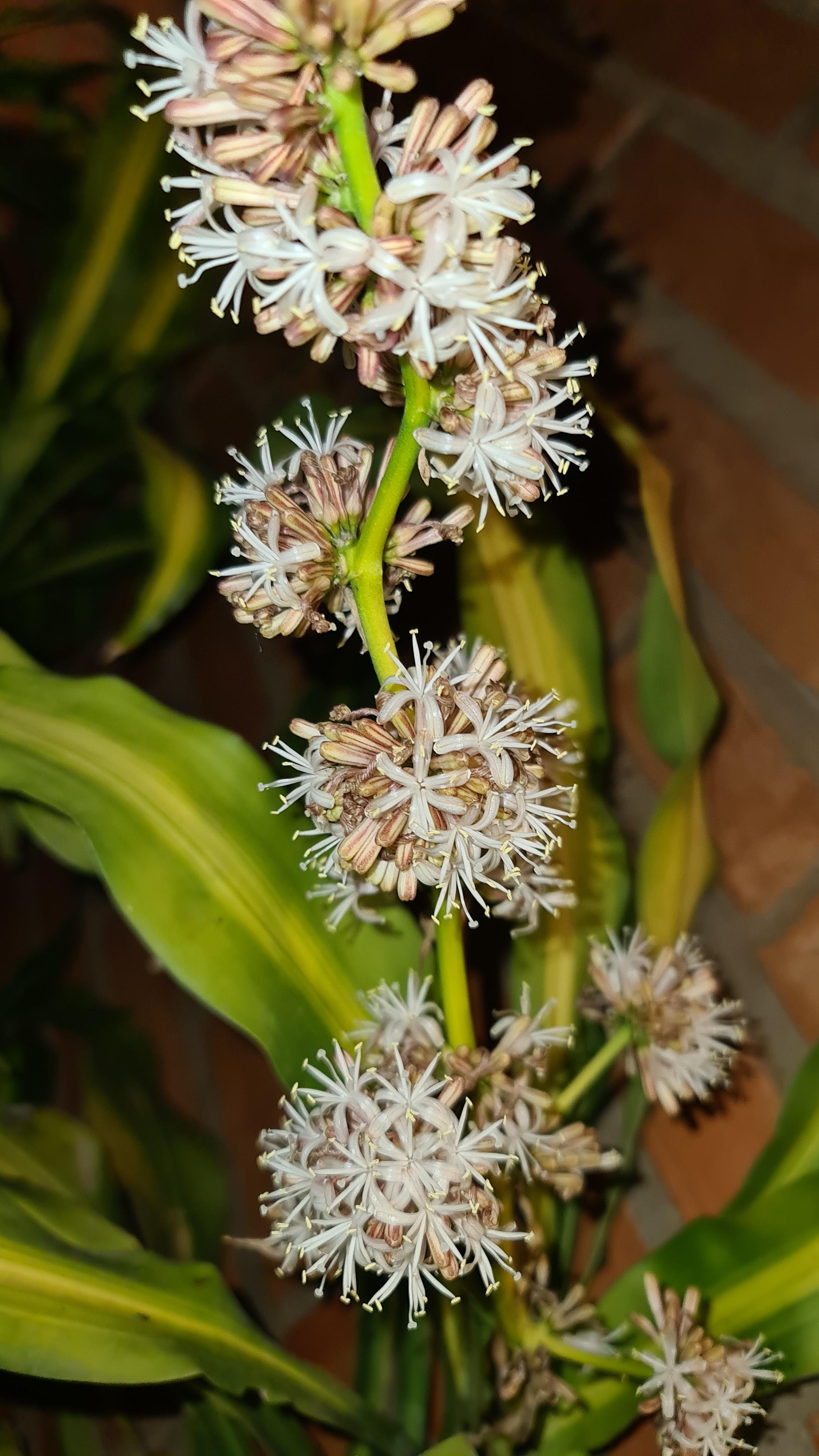 Corn plant is in bloom! I can smell why it's called Dracaena fragrans