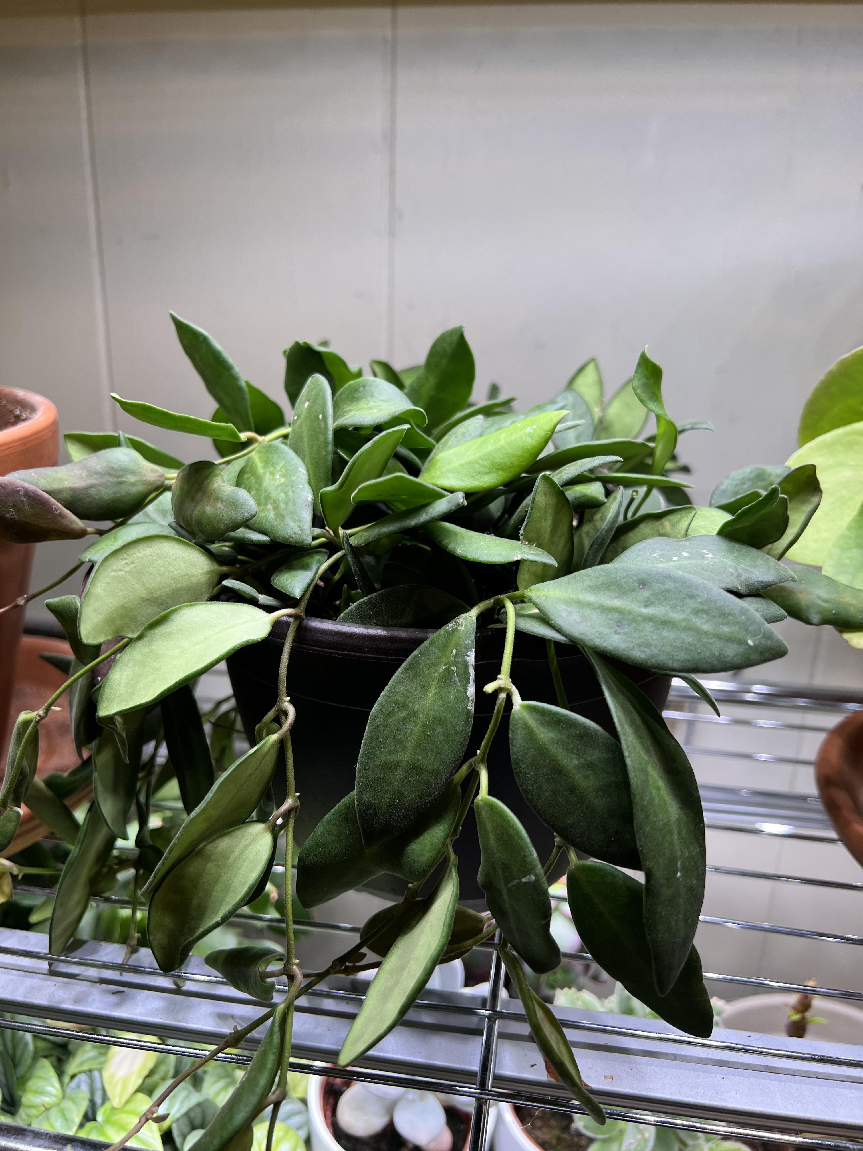 Found at Lowe’s today! r/hoyas