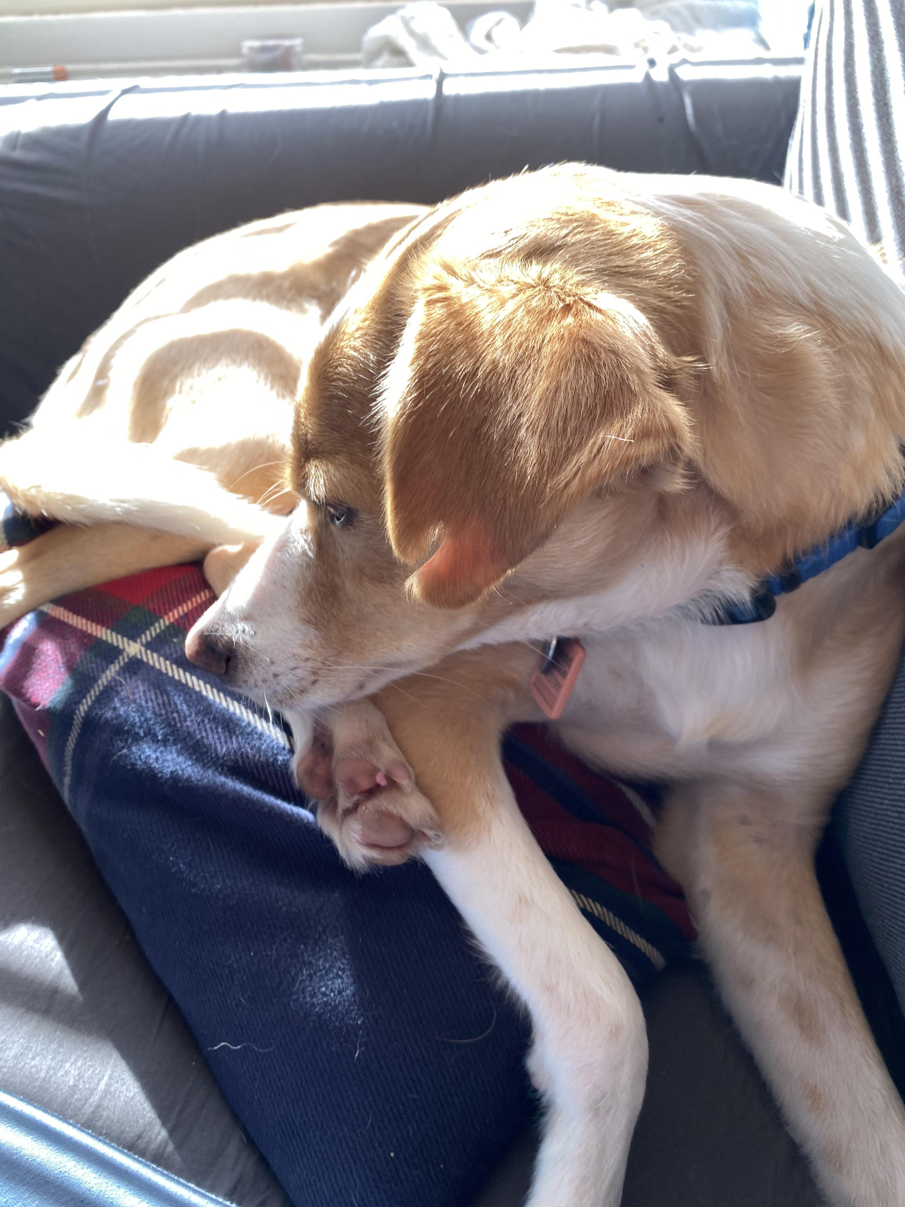 Do Short Haired Dogs Need Haircuts