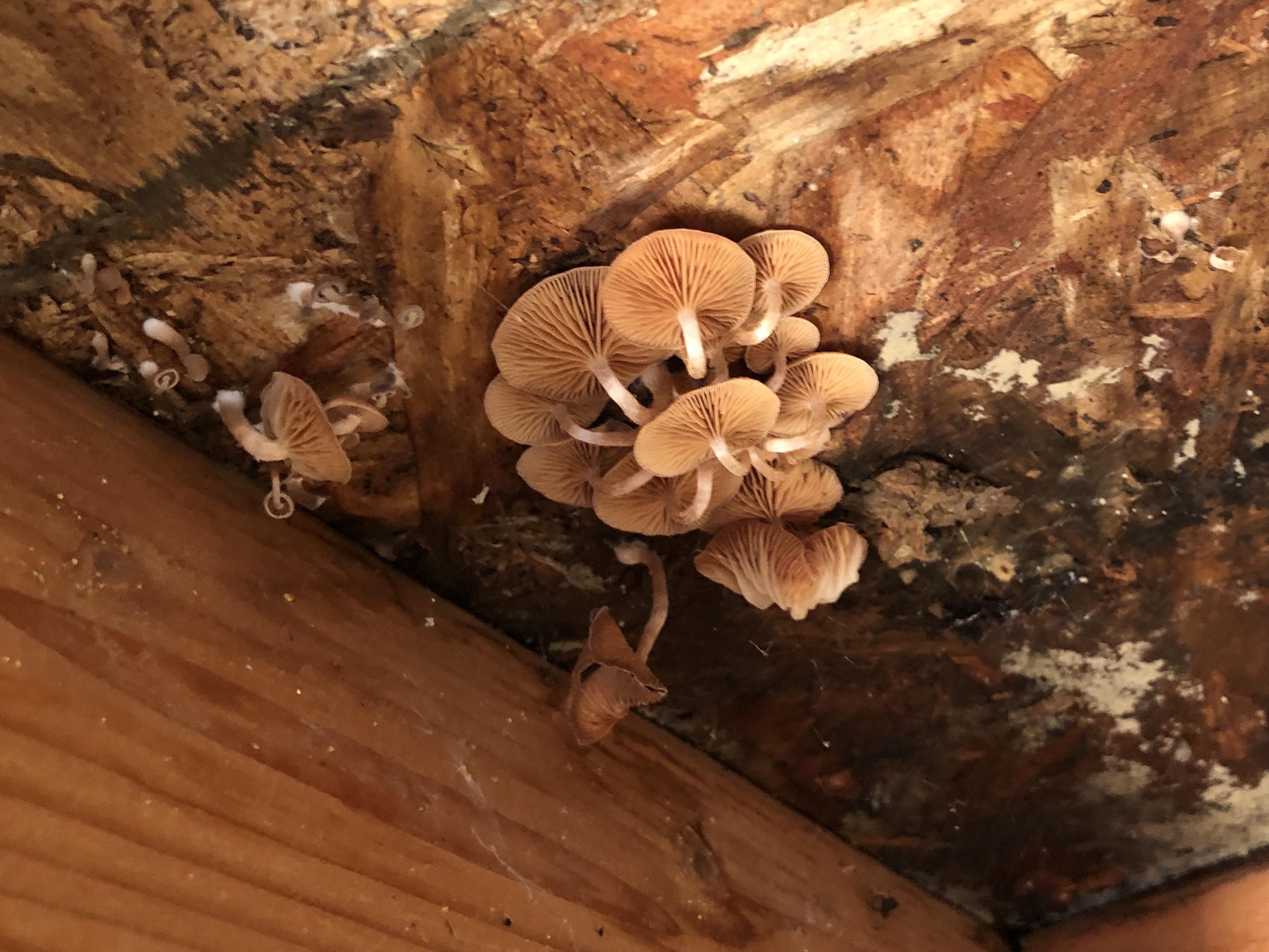 Mushrooms growing on ceiling of my shed! Is it possible to Identify