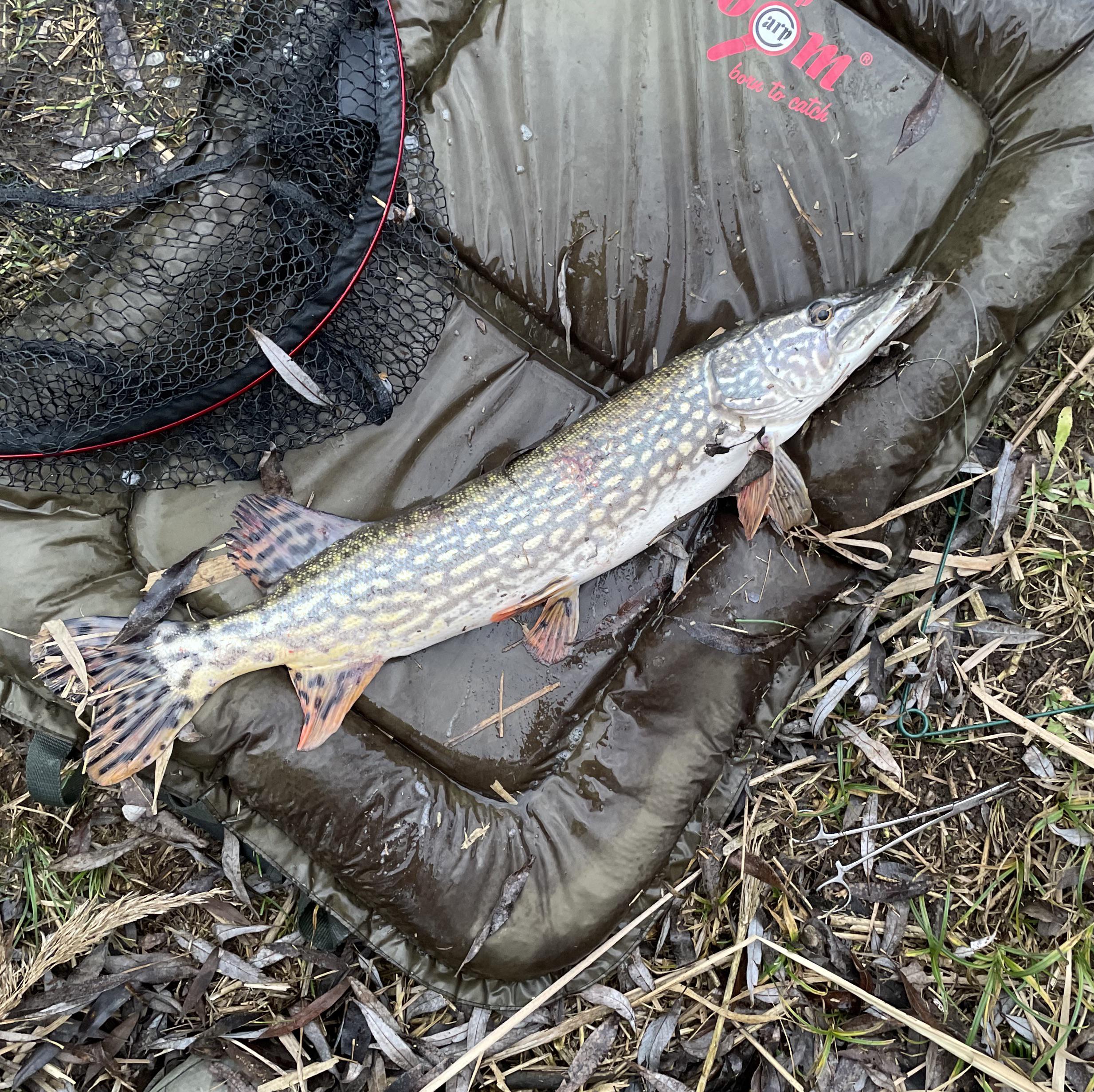 Got 2 pikes bycatch while on zander hunting. I dont mind it getting(04)