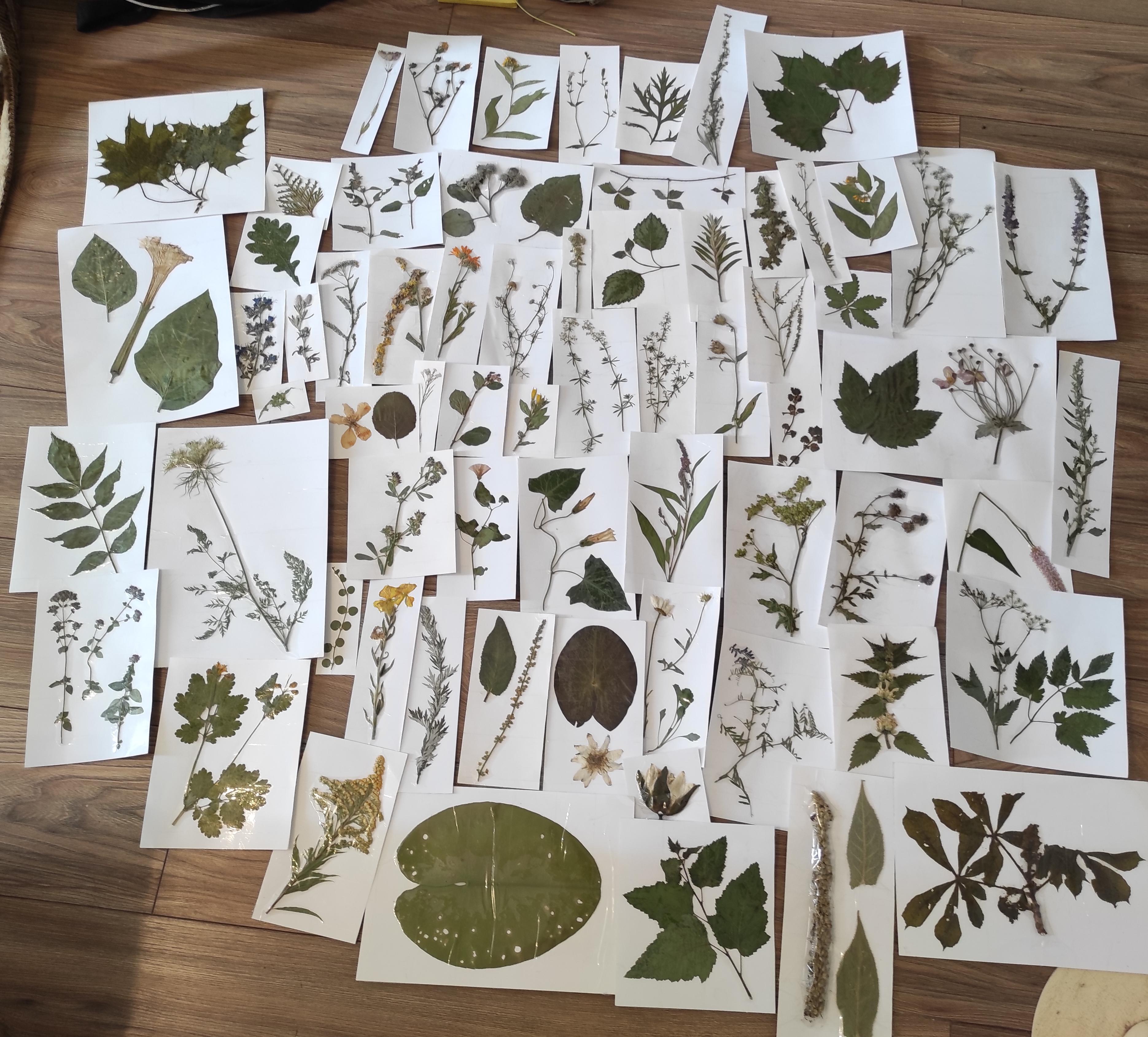 A part of my plant specimen collection from Eastern Europe. r/botany