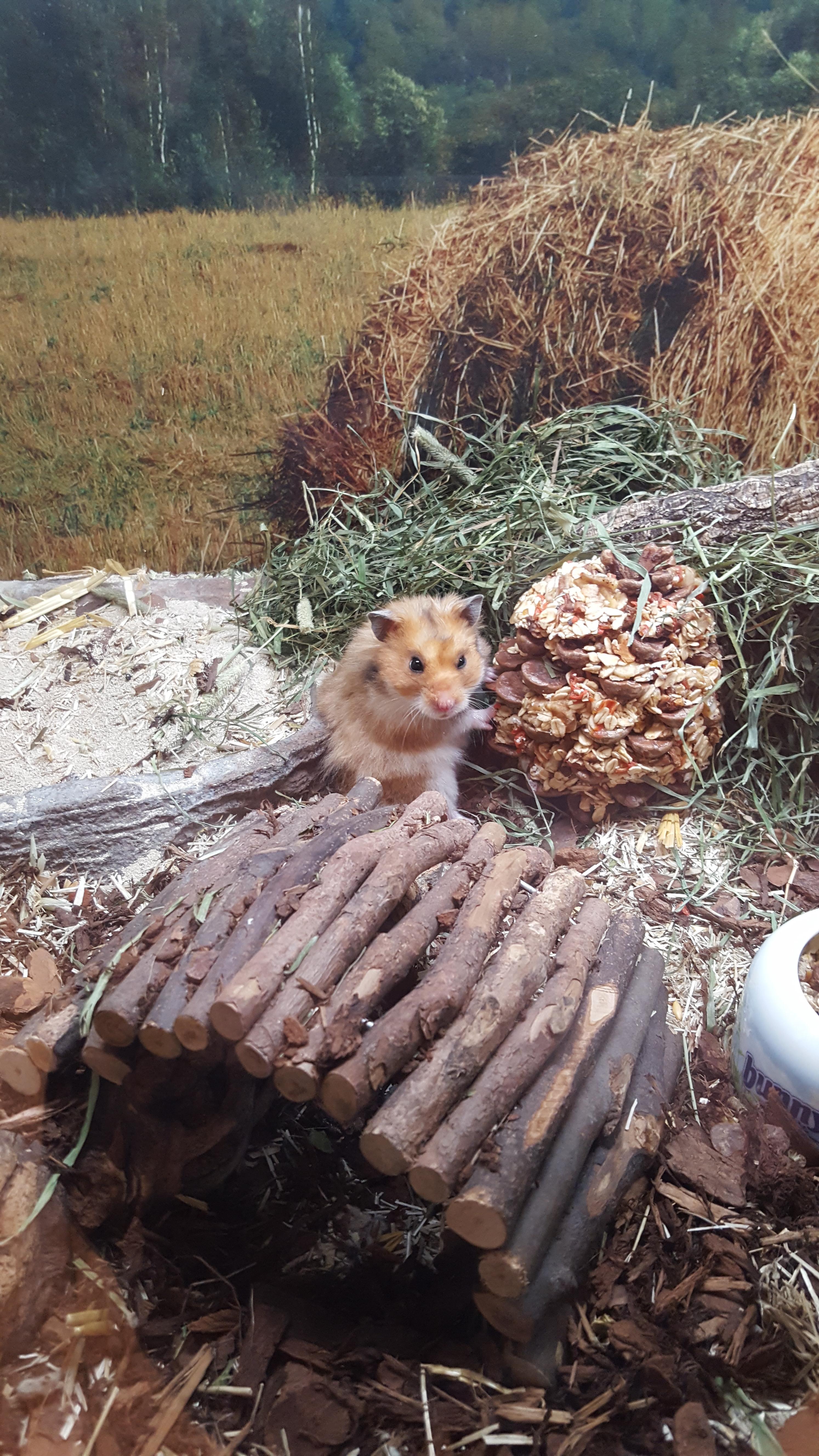 Saw this beautiful one at a pet shop r/hamsters