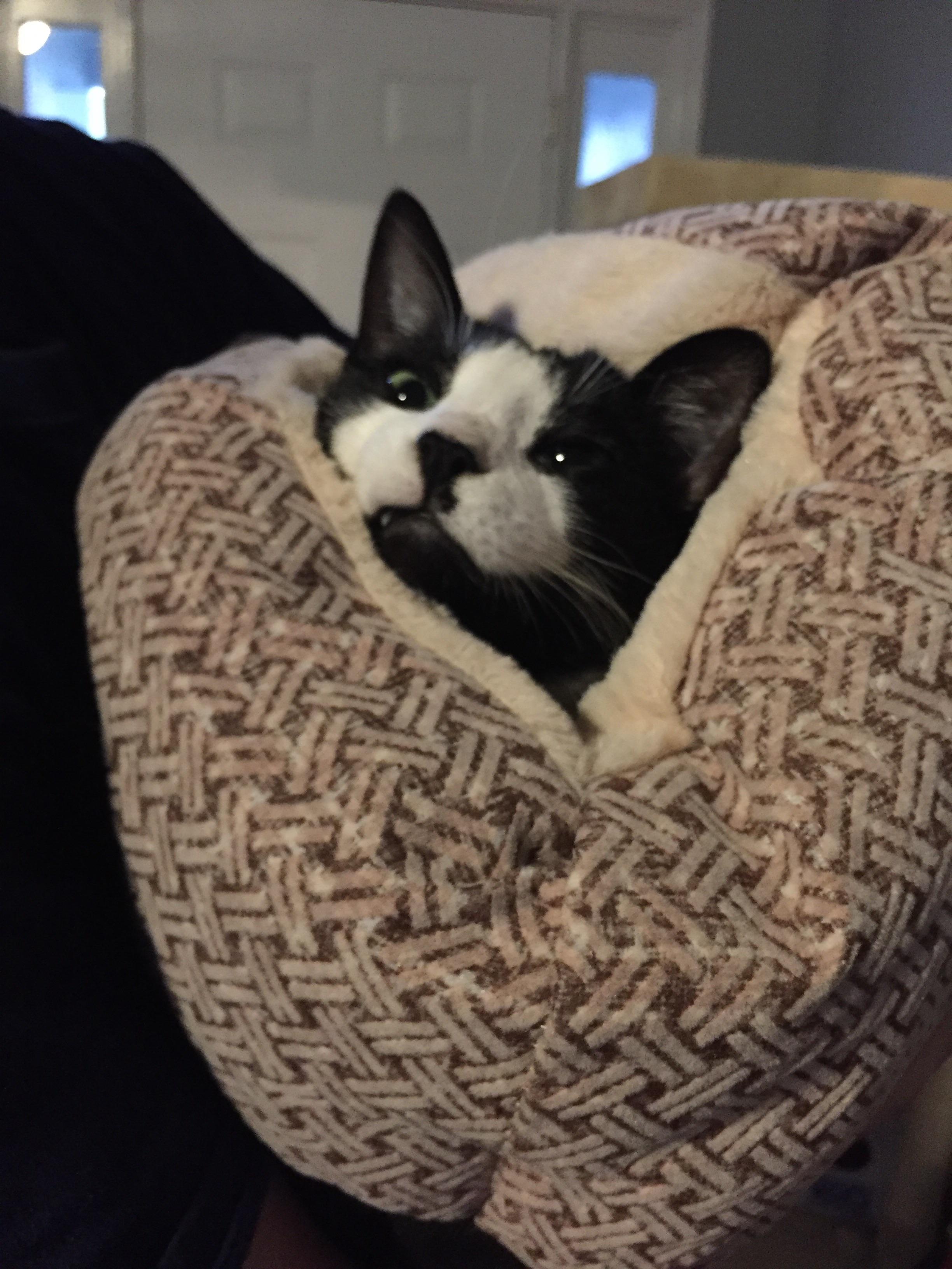 Happy International Cat Day! Here’s a cat burrito to celebrate r/cats