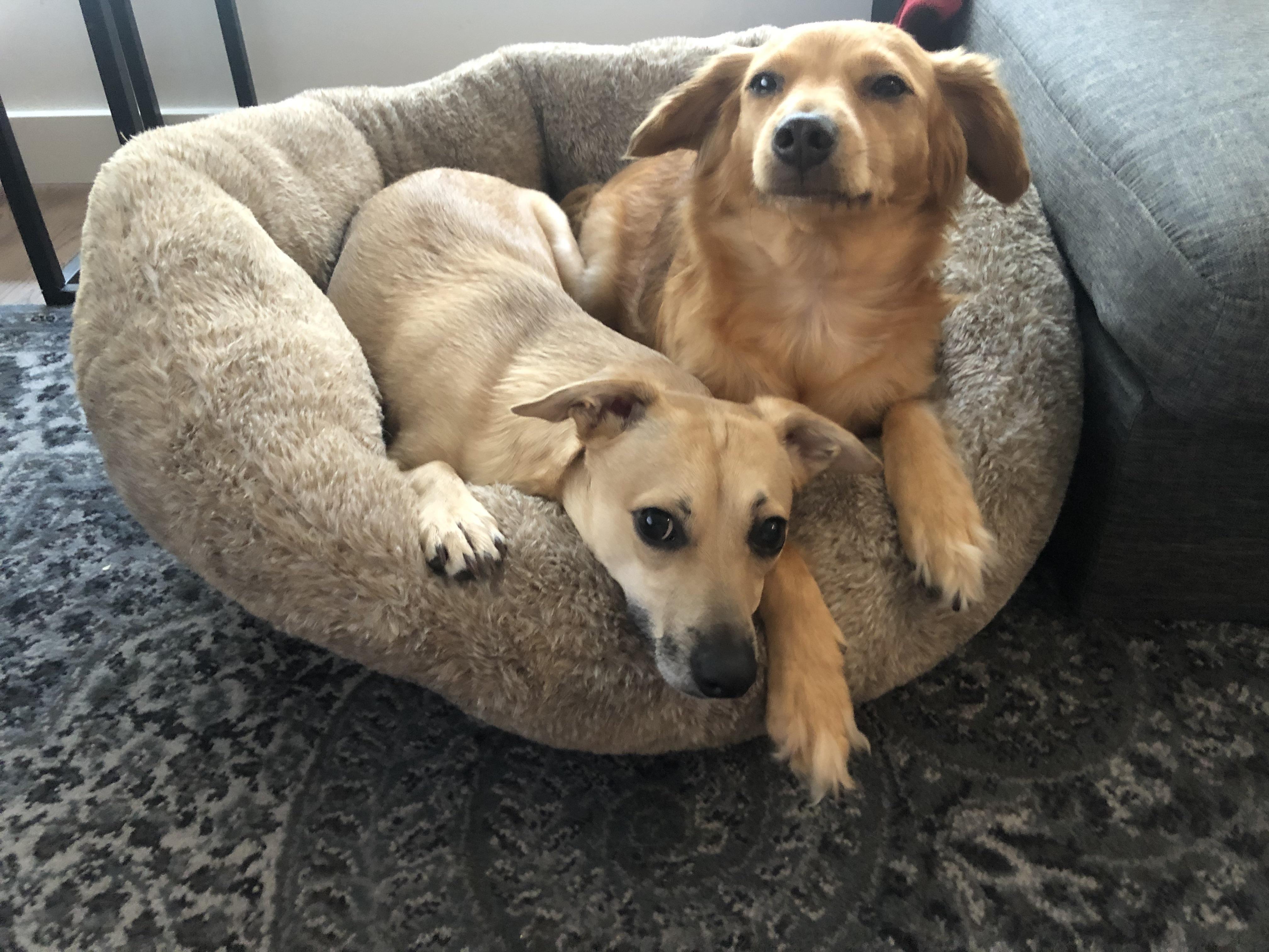 Recently bought this pet bed from Costco and my dogs have been loving