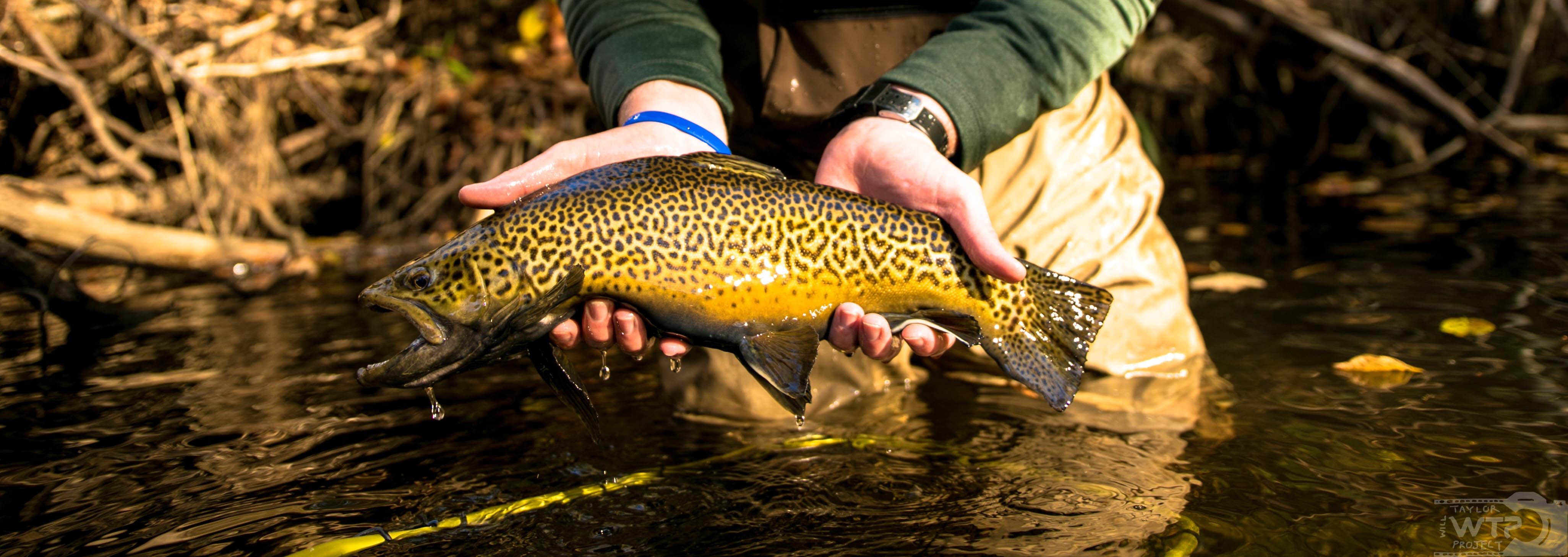 Tiger trout on a 3wt set up. Awesome fish! r/flyfishing
